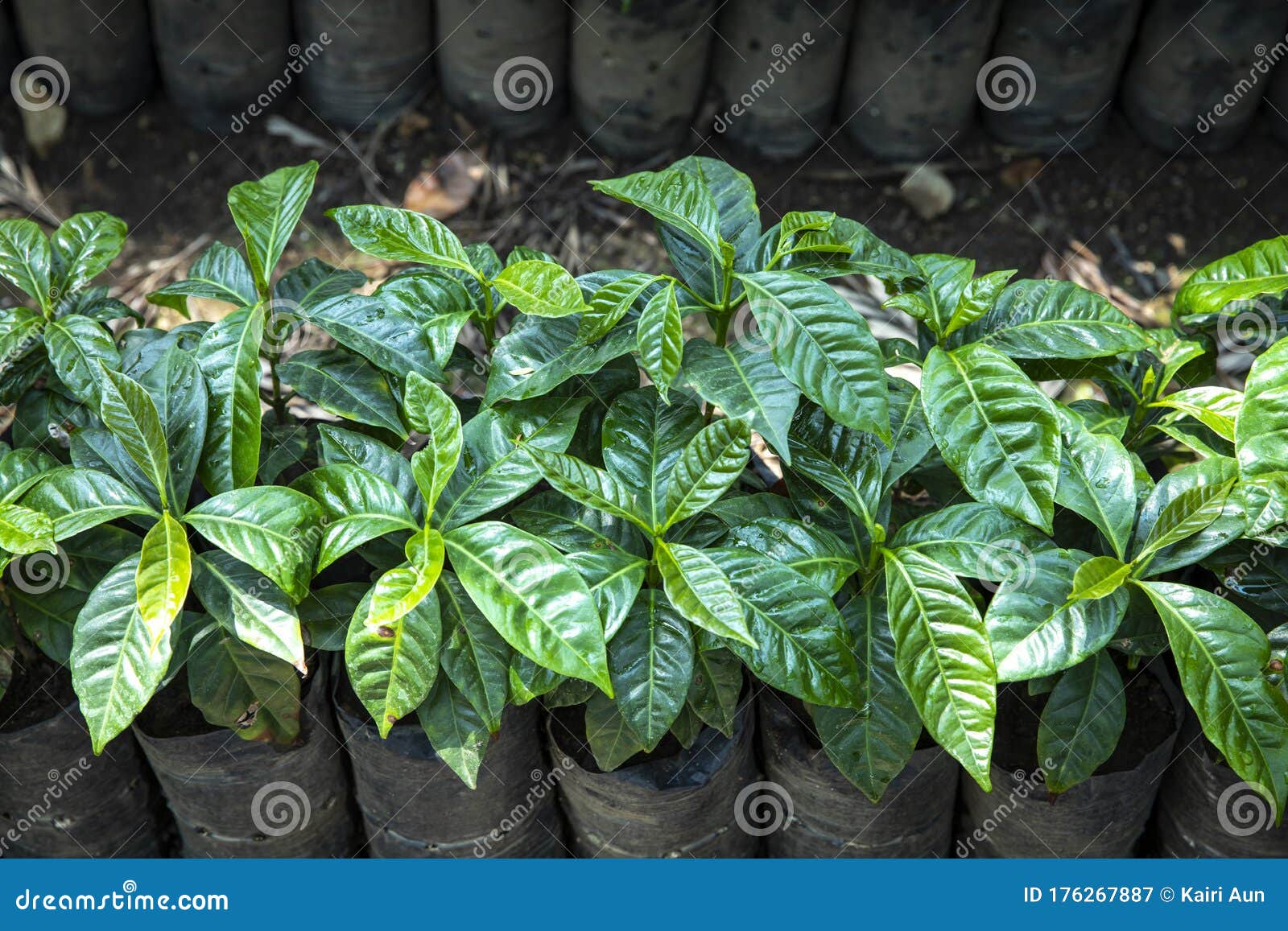 Coffee plants in a nursery stock image. Image of central 176267887