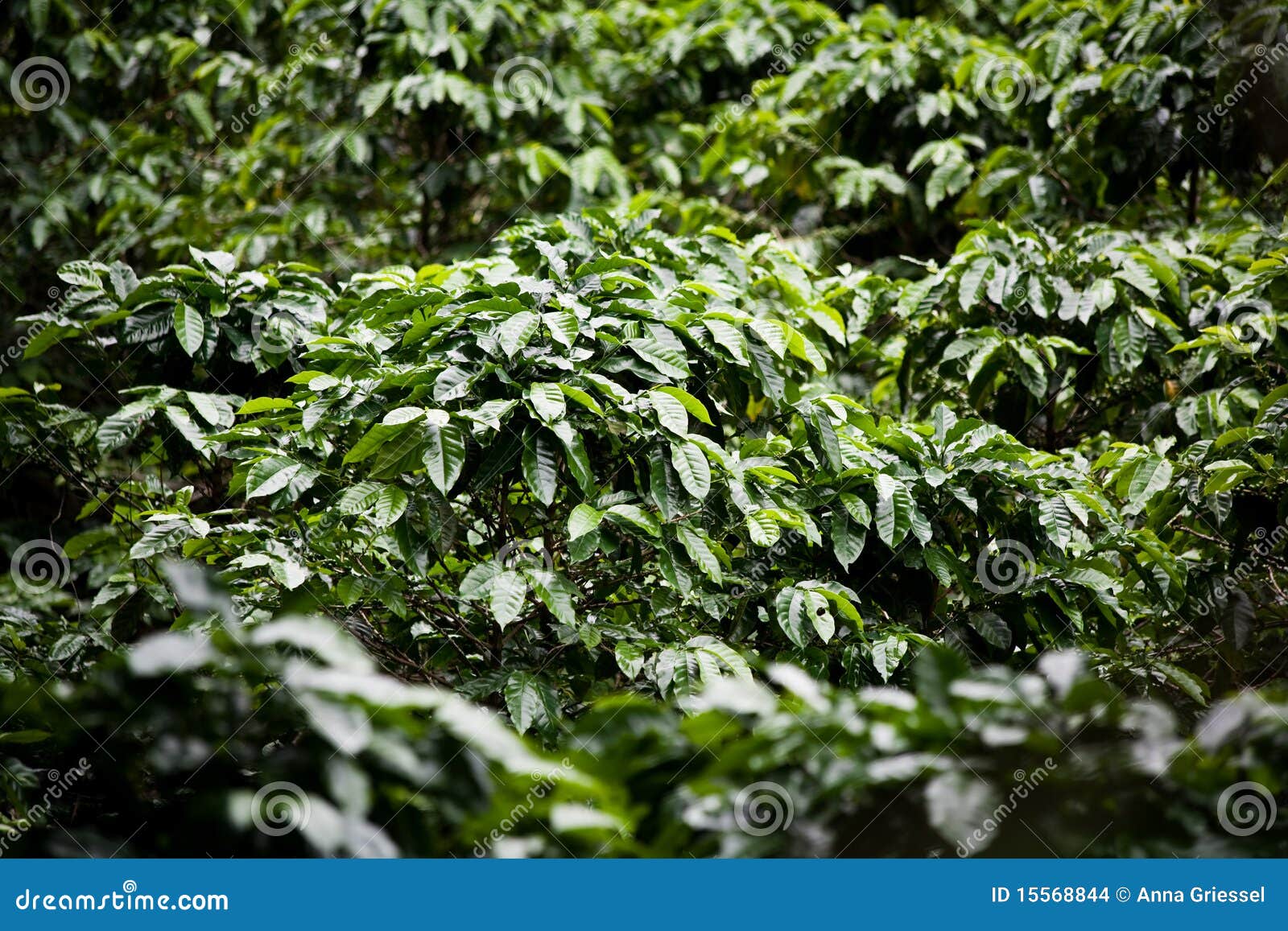 Coffee Plants on Plantation in Costa Rica Stock Photo Image of
