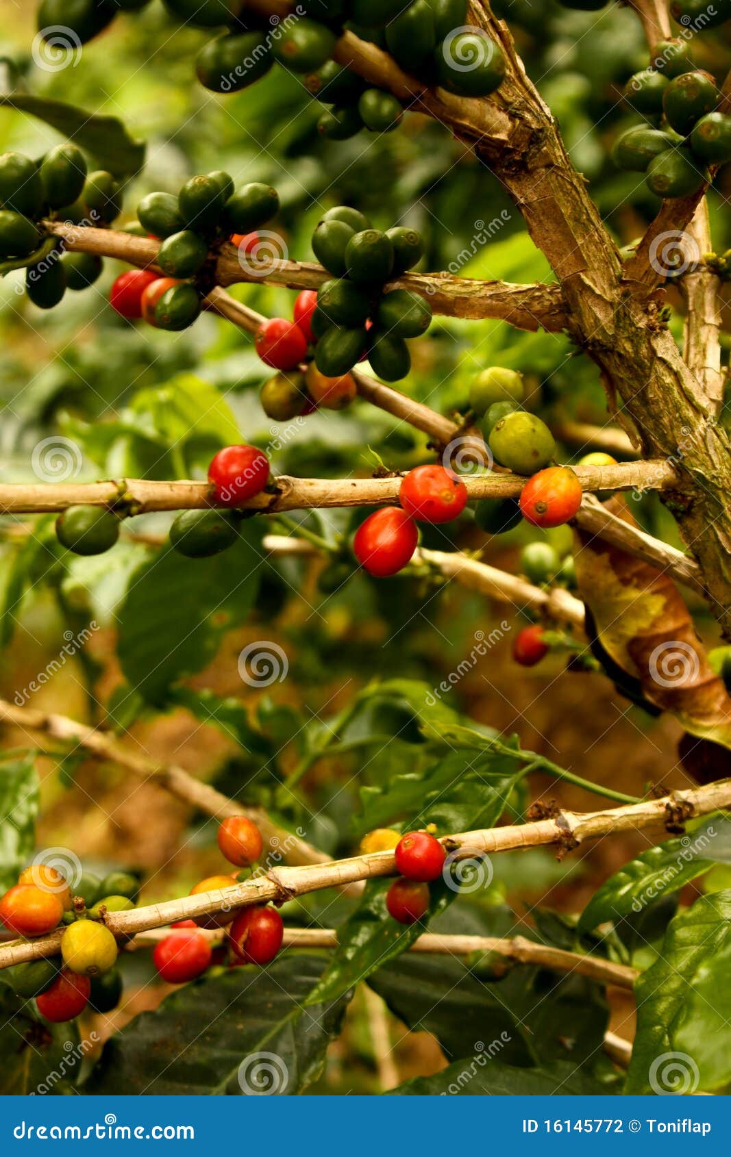 Coffee plants to mature stock photo. Image of ecological 16145772