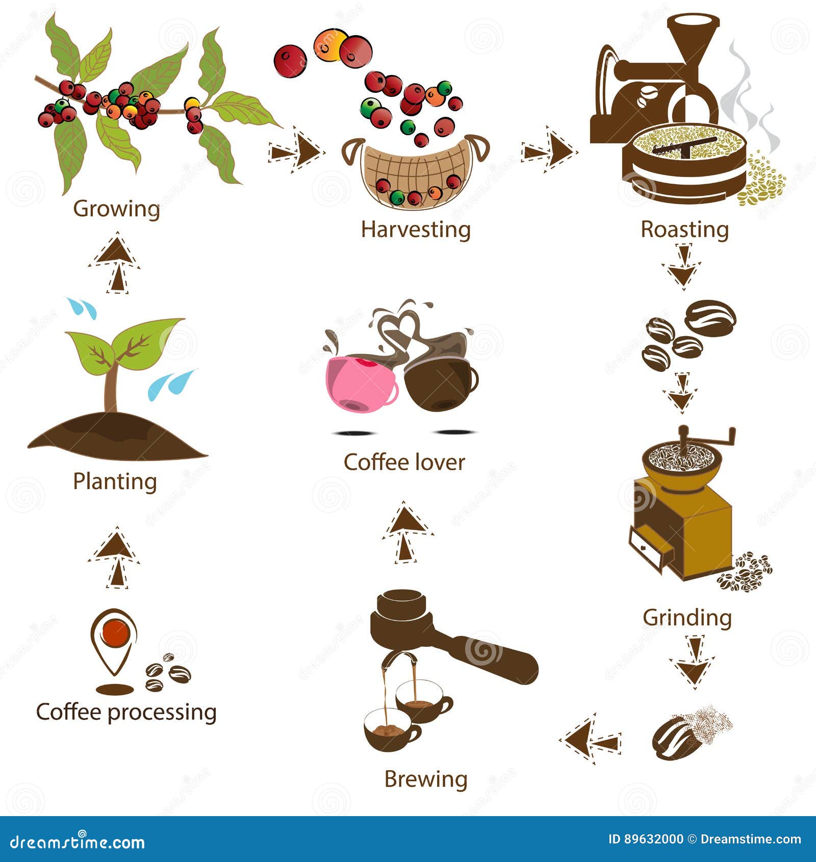 Coffee Processing Step by Step from Bean To Coffee Lover Stock