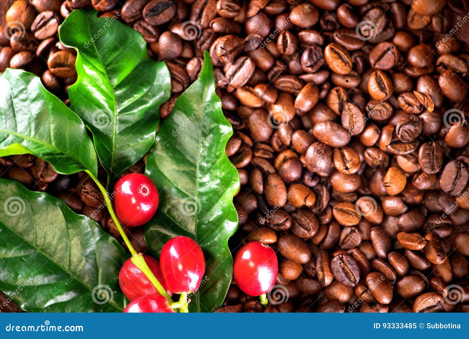 Coffee. Real Coffee Plant on Roasted Coffee Beans Background Stock Image Image of copy, cafe