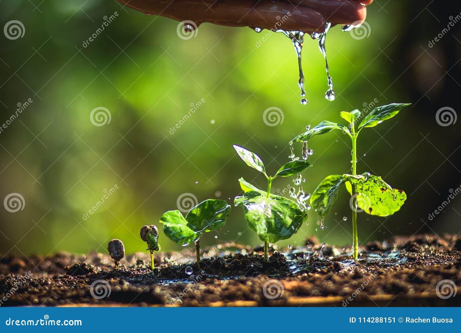 Growing Coffee Beans Watering Sapling Natural Light Stock Image Image