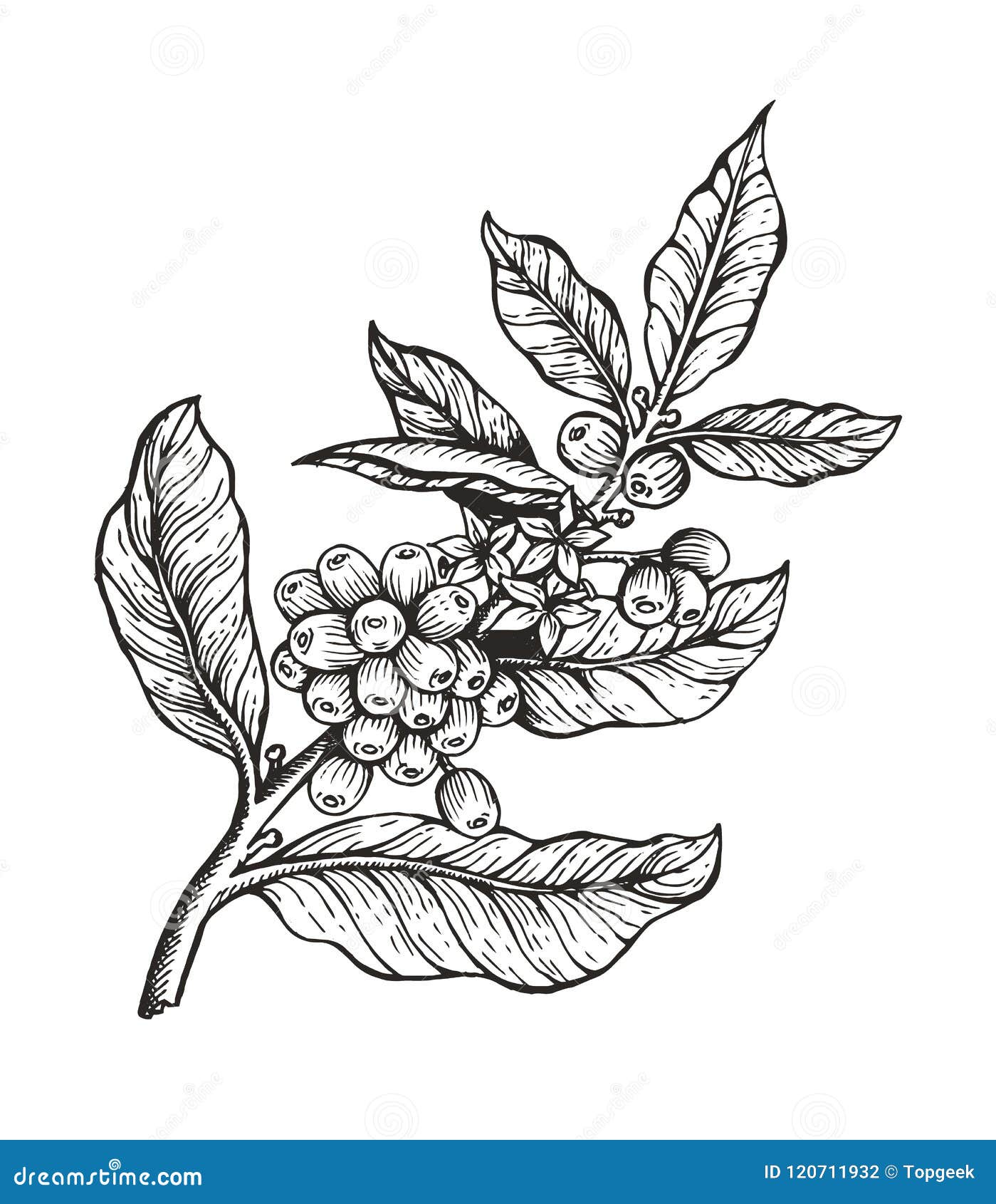 coffee tree with beans coffea  