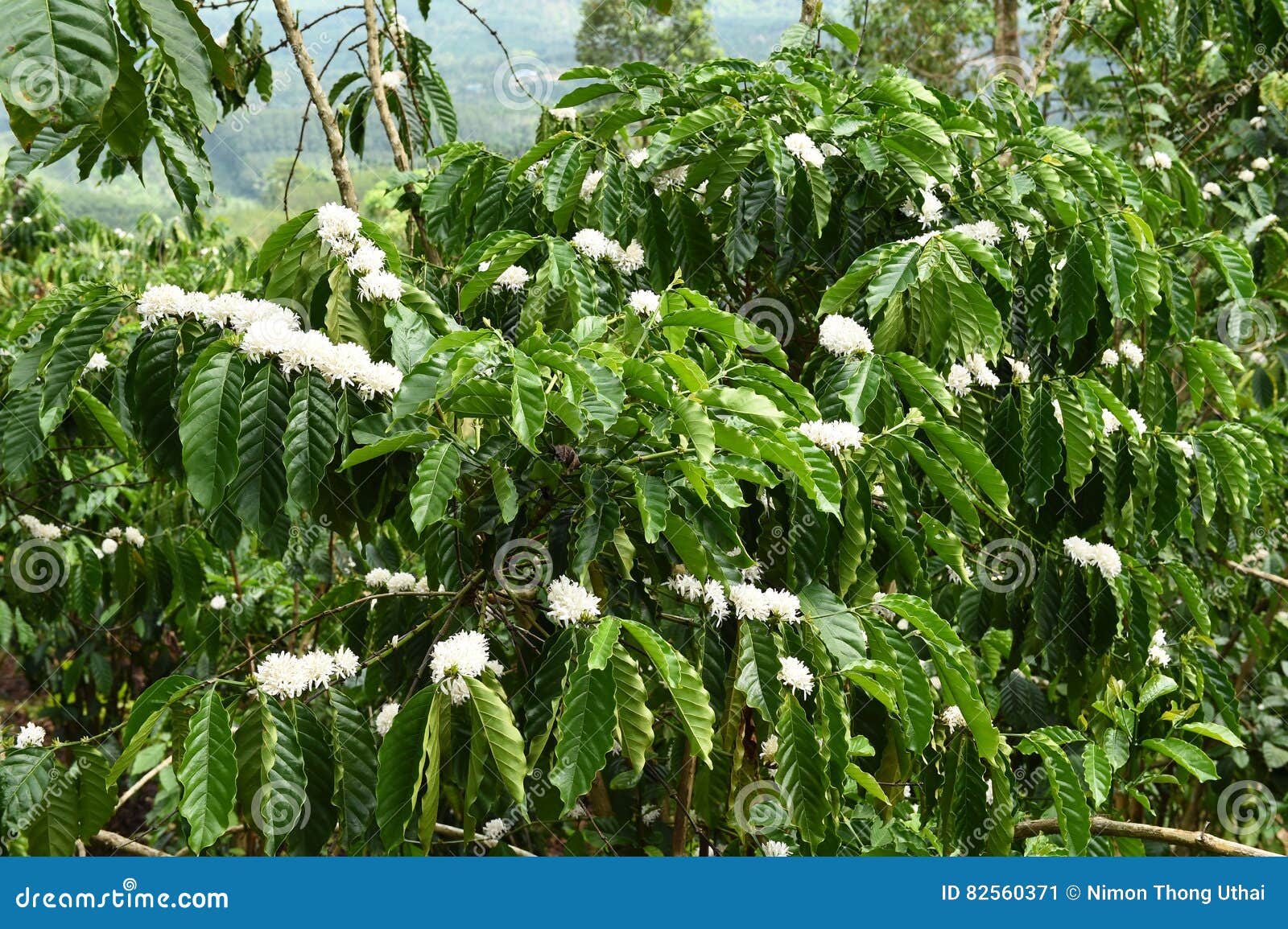 Coffee tree blossom stock image. Image of nature, jungle - 82560371