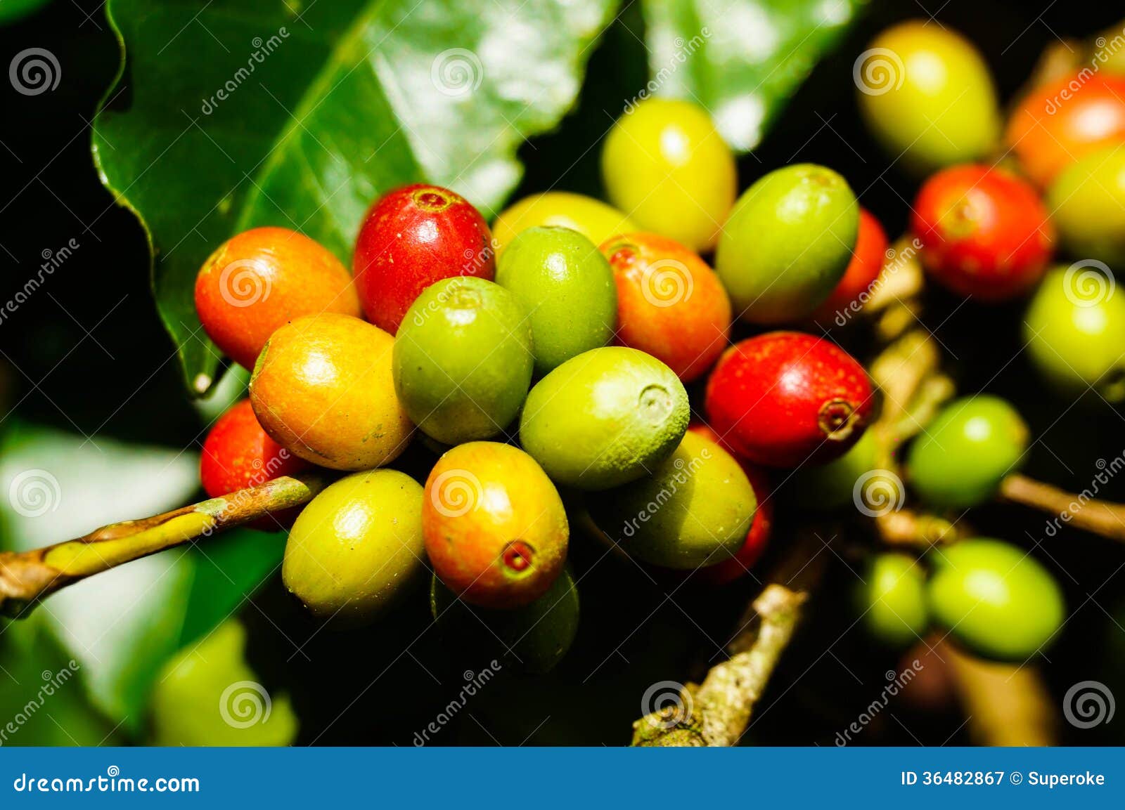 Coffee tree stock image. Image of harvest, java, drink 36482867