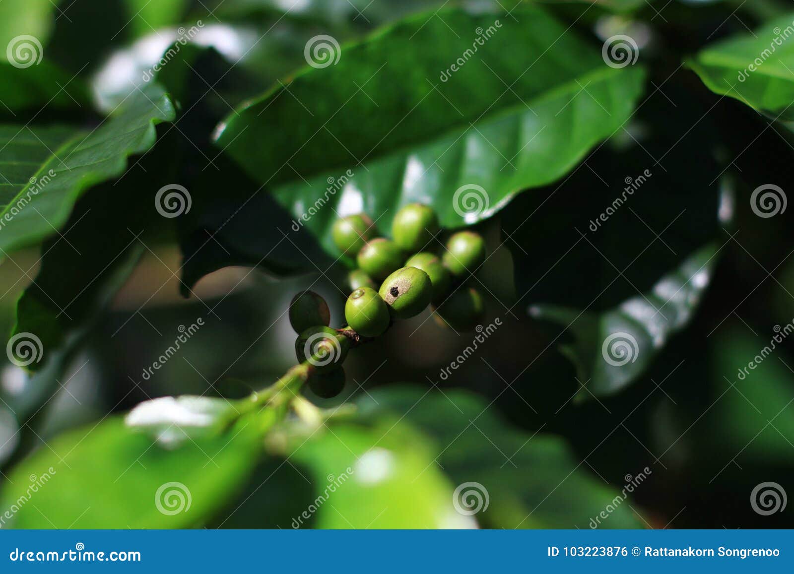 Coffee Tree with Coffee Beans in Garden Stock Photo Image of green