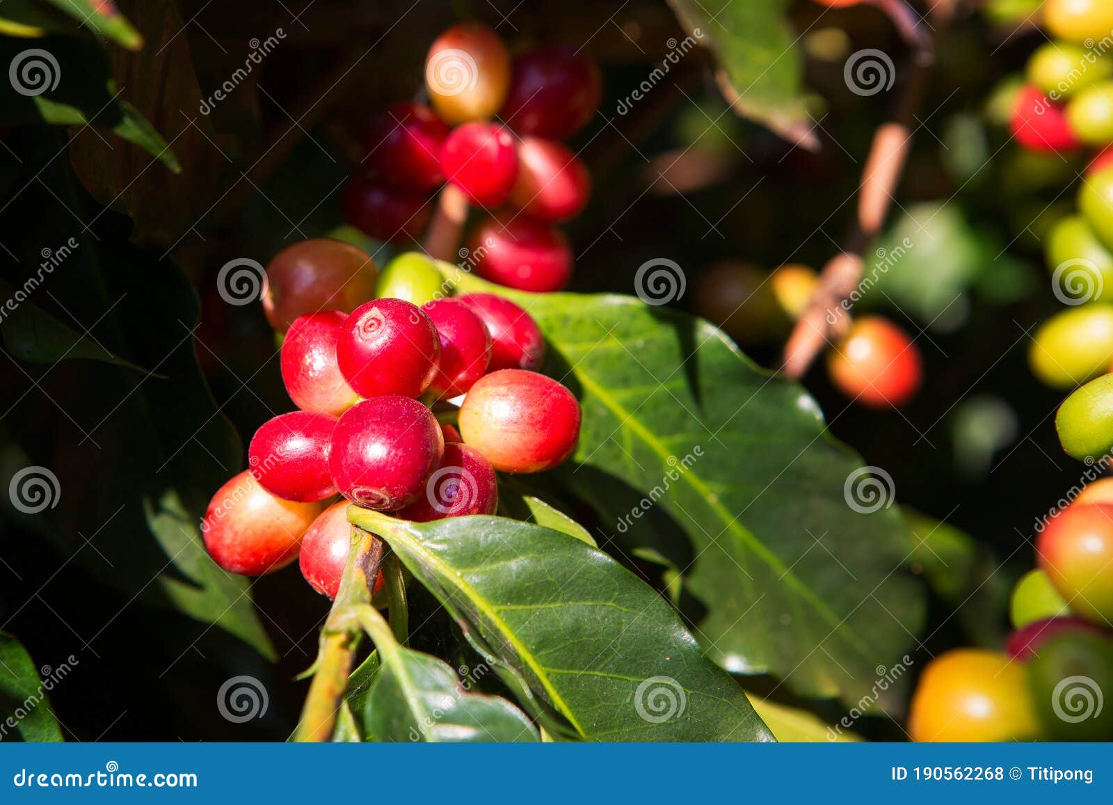 Coffee Tree and Coffee Beans in the Garden Stock Photo Image of