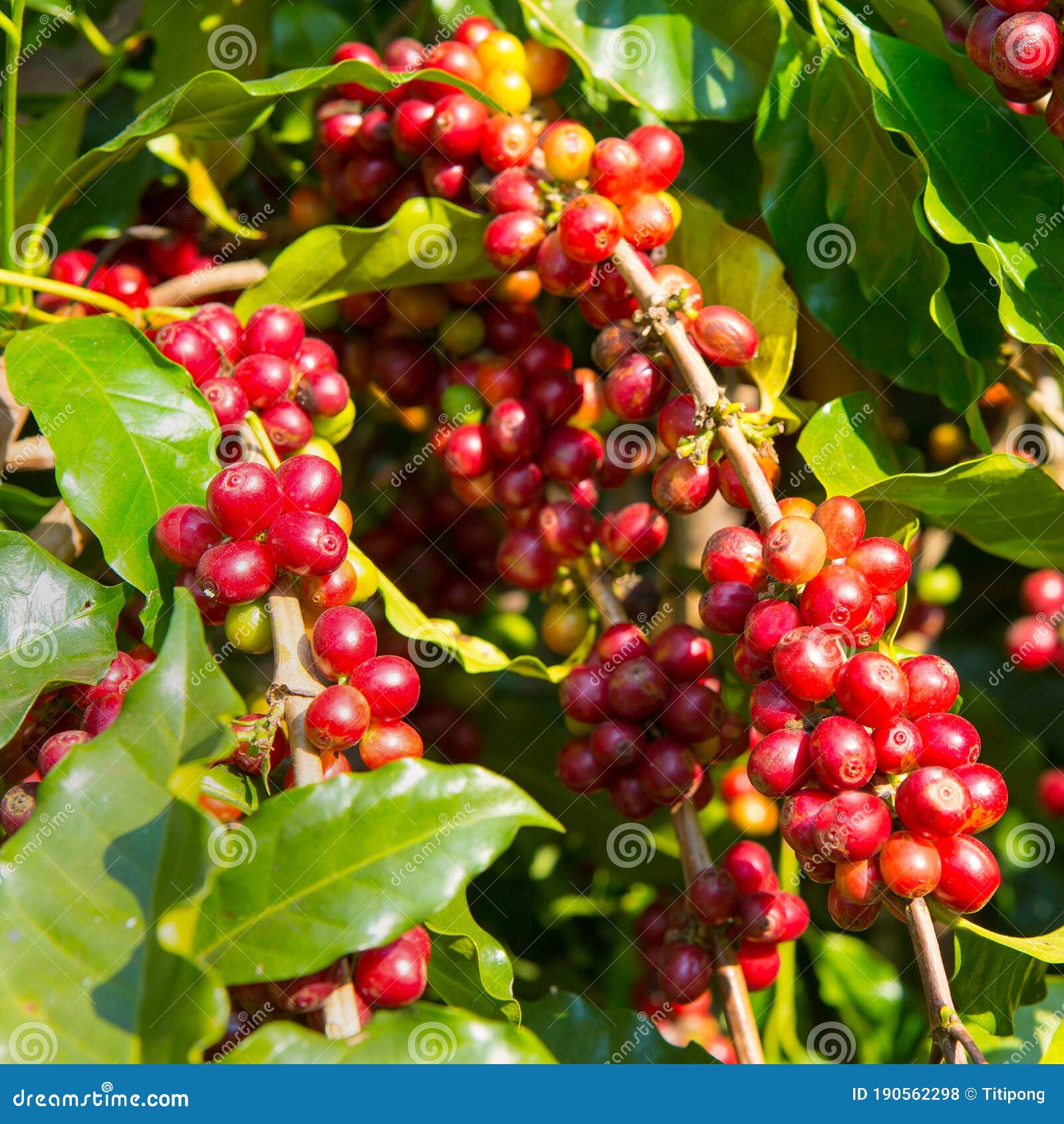 Coffee Tree and Coffee Beans in the Garden Stock Photo Image of