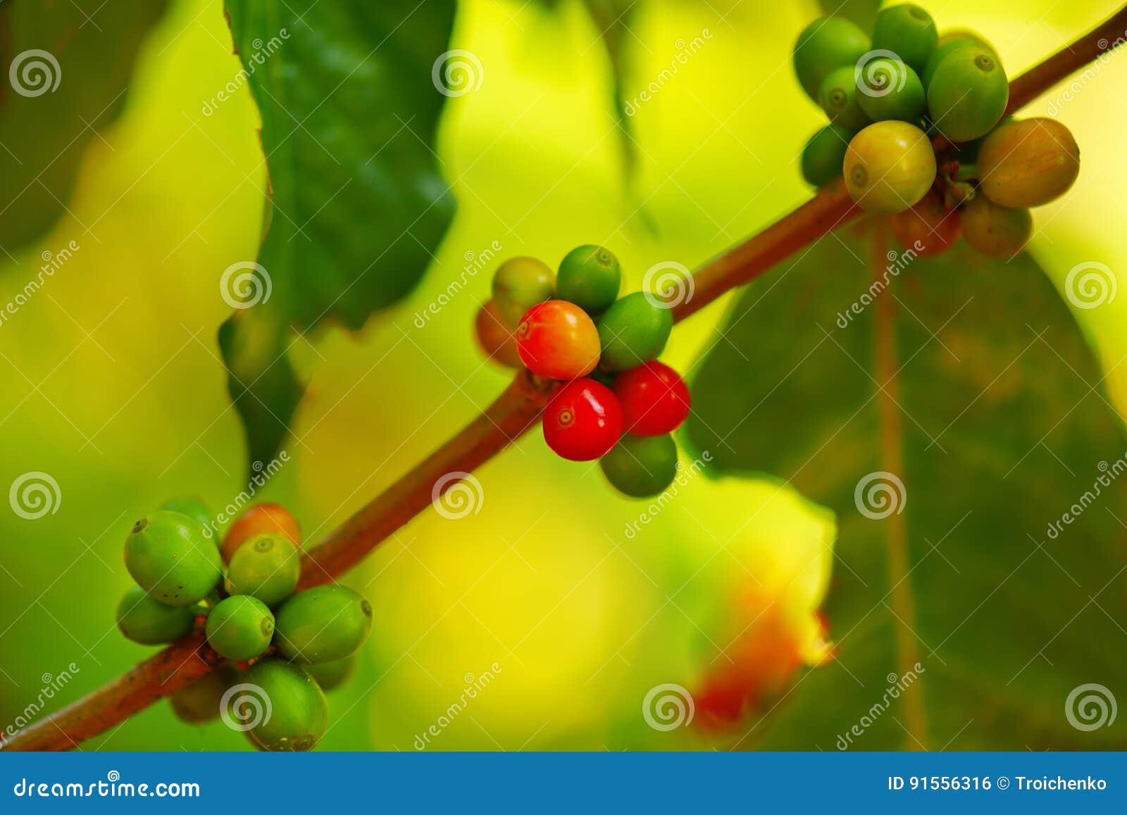 Coffee tree in the farm stock photo. Image of berries 91556316