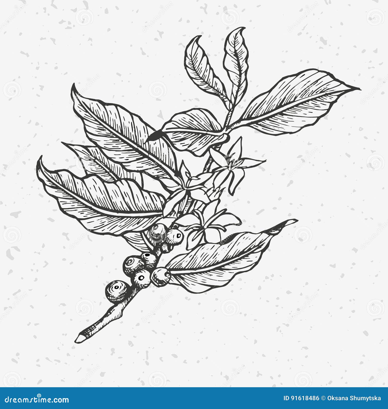 Coffee tree stock Illustration of decoration -