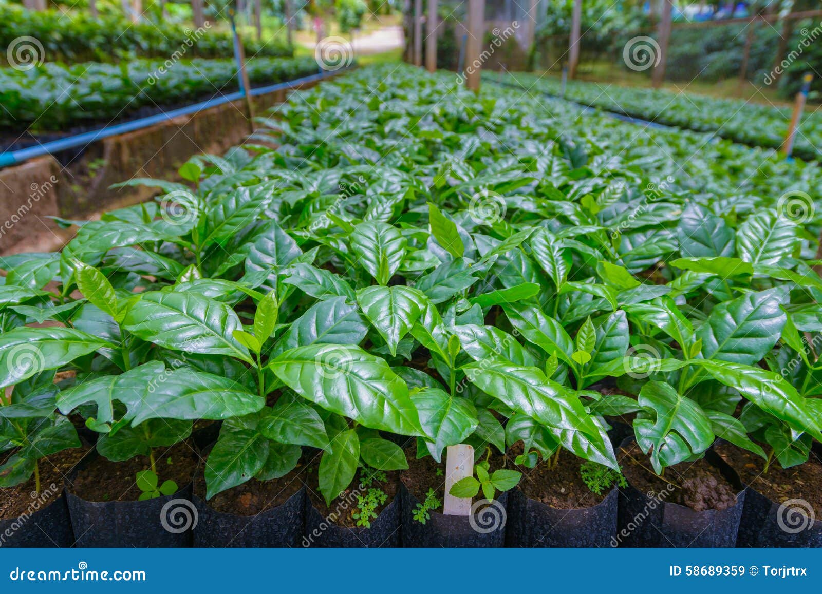 Coffee tree nursery stock image. Image of growing, leaf 58689359