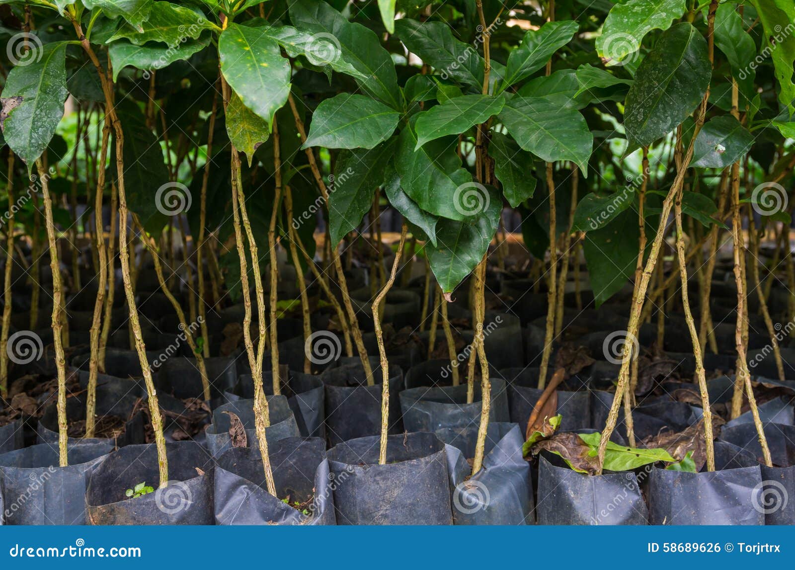 Coffee tree nursery stock photo. Image of coffee, flora 58689626