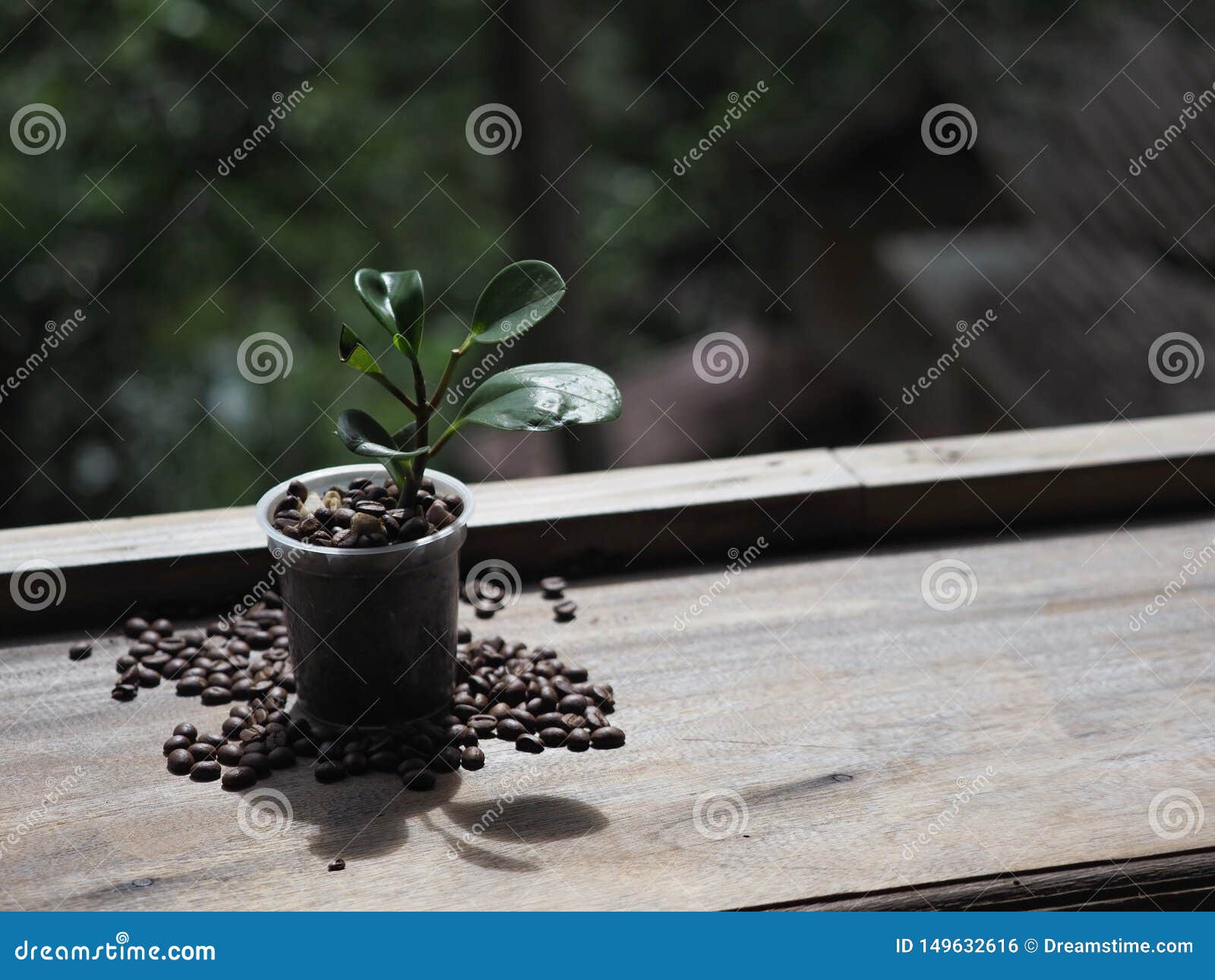 coffee tree in the pot