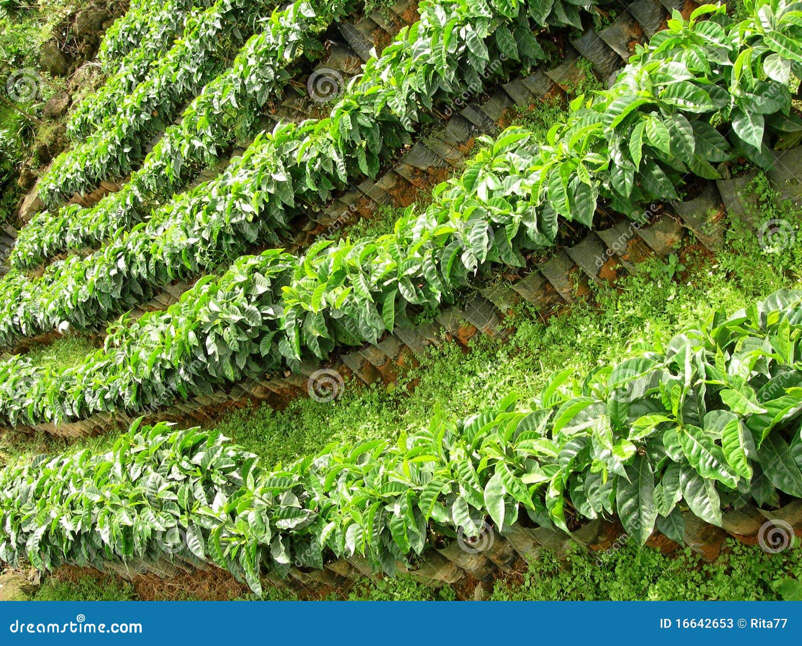 Young Coffee Trees Conilon Robusta Coffea Stock Photo 2348722393