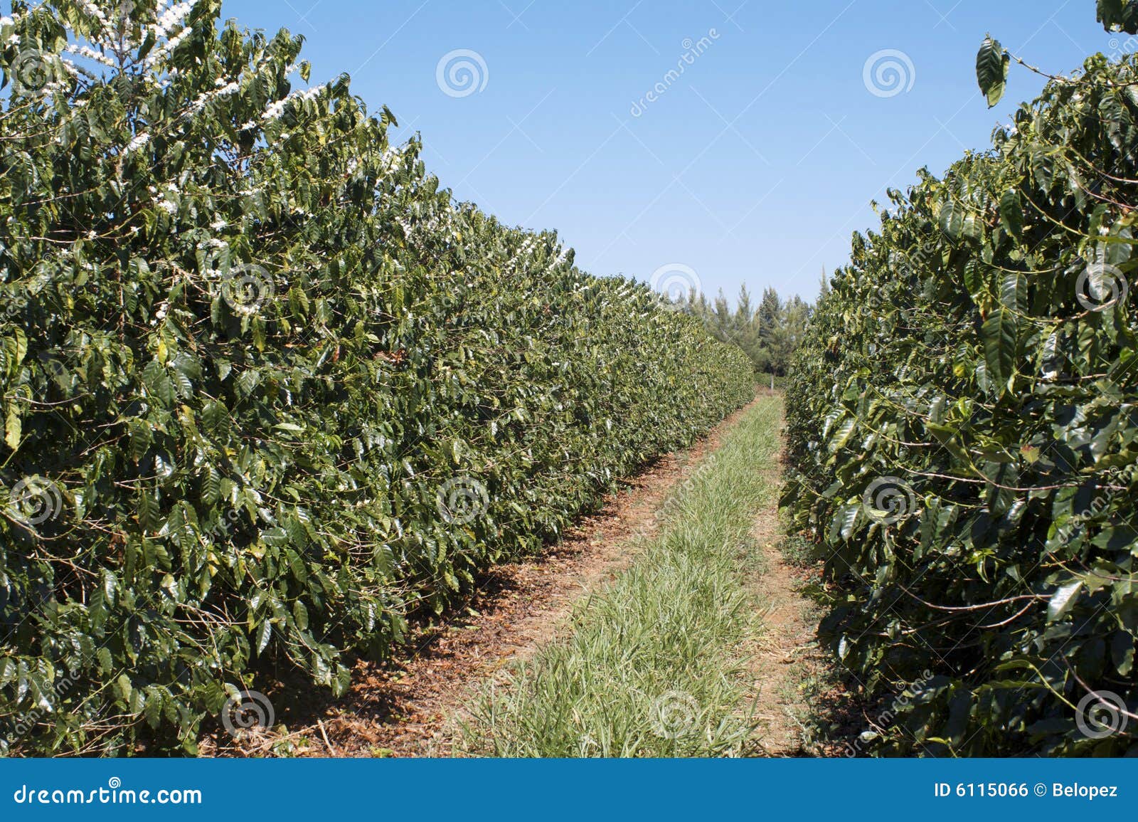 Young Coffee Trees Conilon Robusta Coffea Stock Photo 2348722393