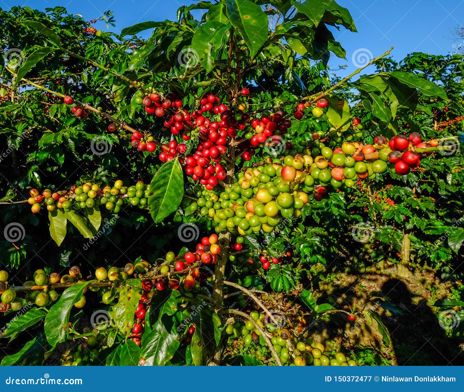Young Coffee Trees Conilon Robusta Coffea Stock Photo 2348722393