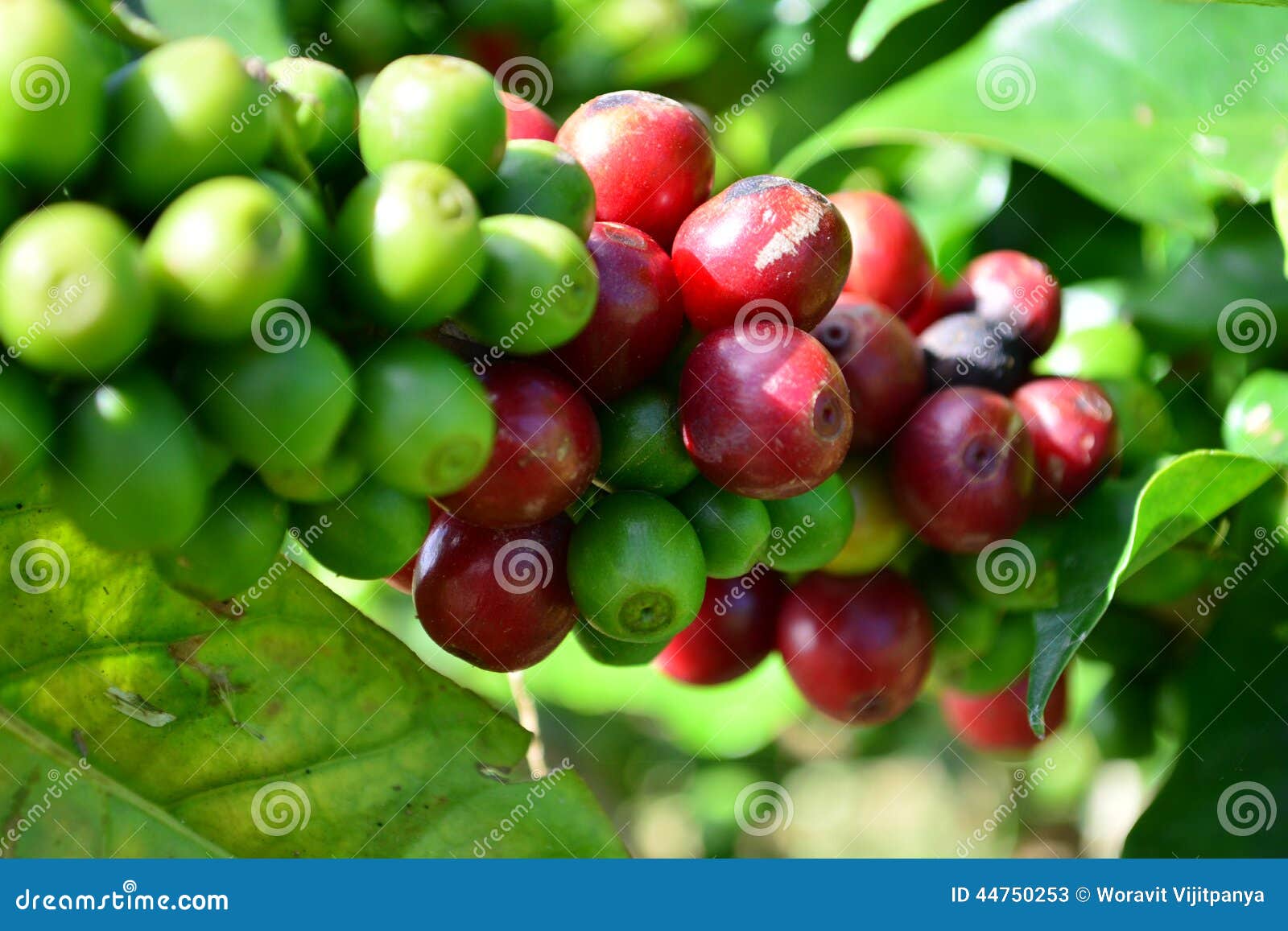 Coffee trees in garden stock image. Image of floral, bush 44750253