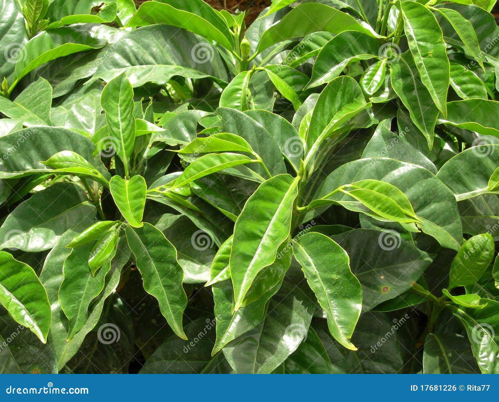 Young Coffee Trees Conilon Robusta Coffea Stock Photo 2348722393