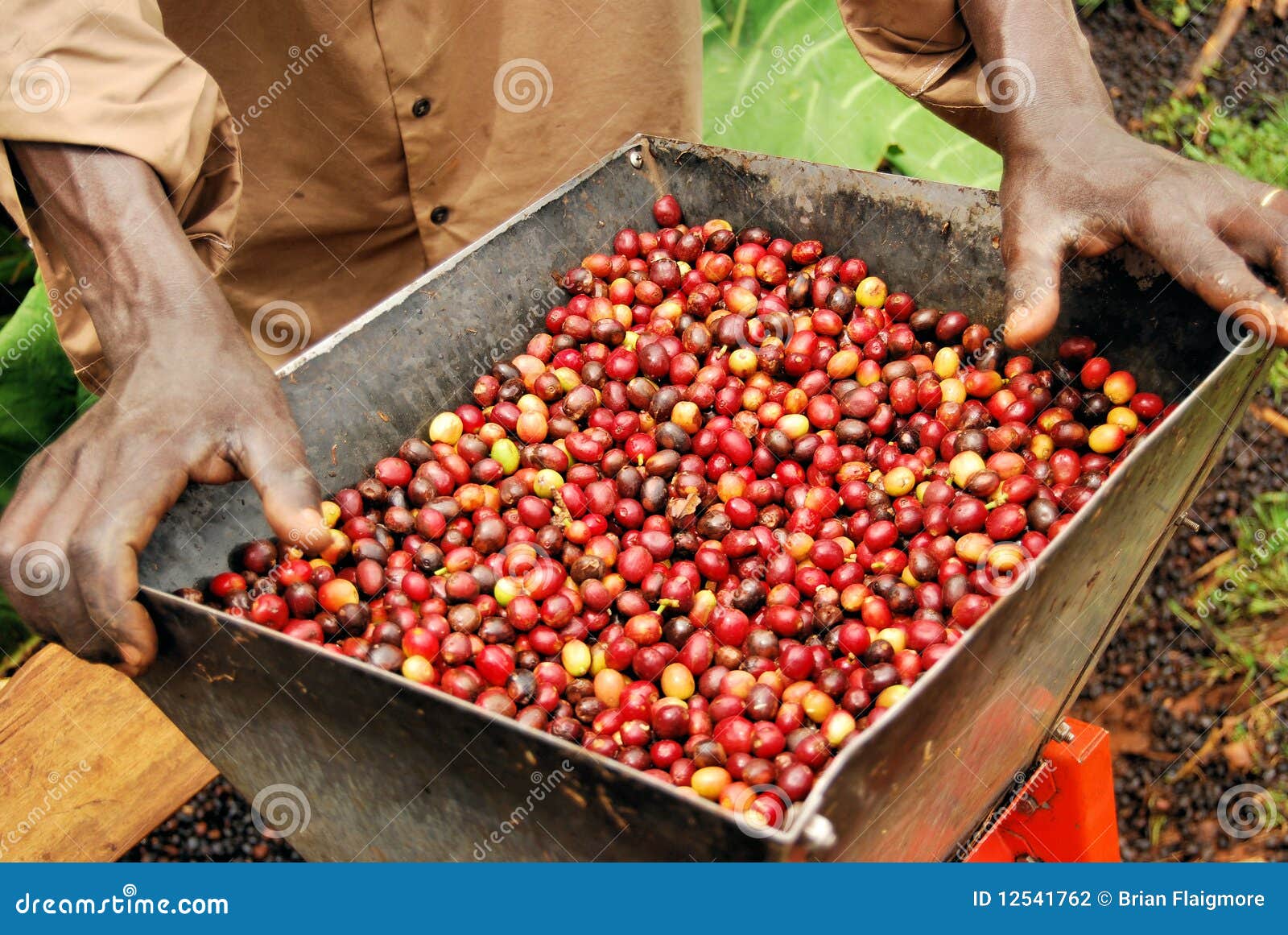 coffee in uganda