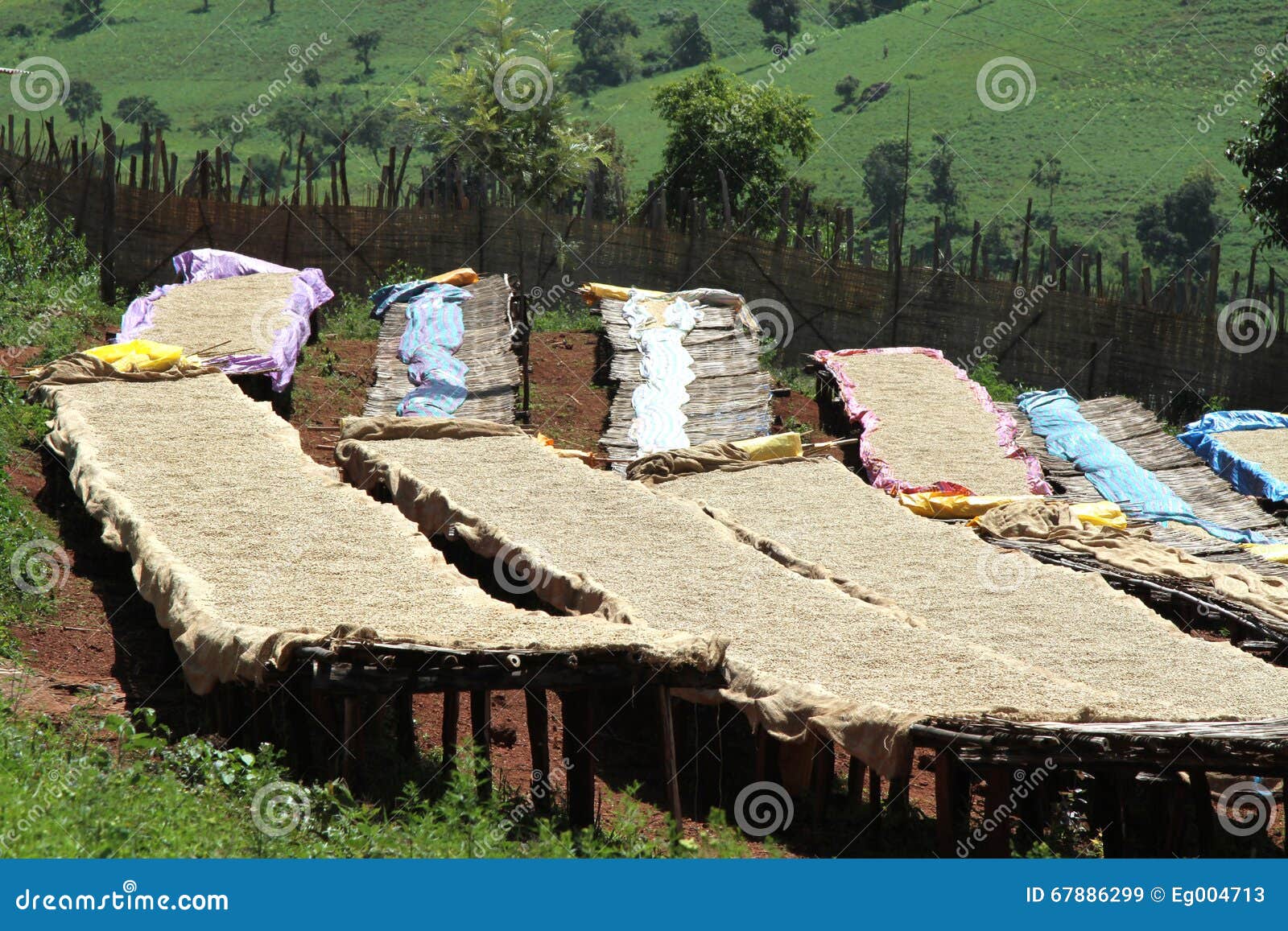 Coffee Washing and Dry Station Stock Image Image of fruit, bush 67886299