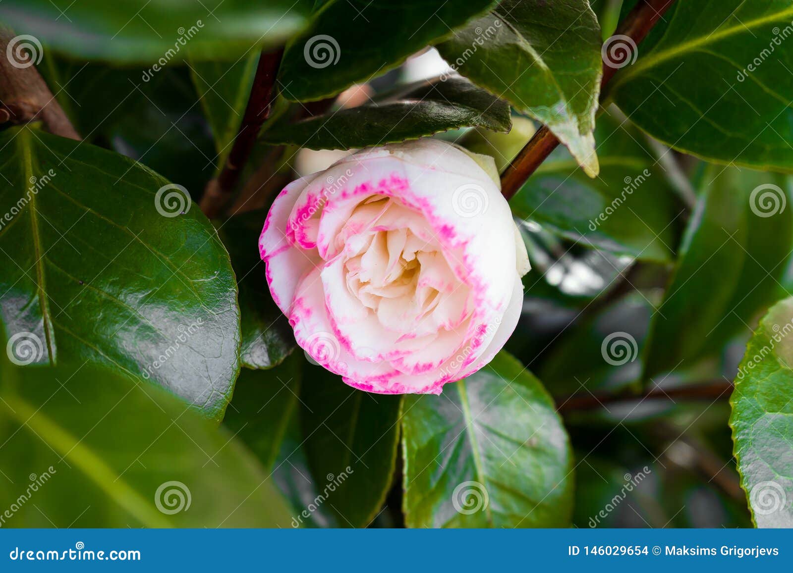 Cognassier Du Japon Japonais De Camélia, De Camélia Blanc Et Fleur Rose  Photo stock - Image du japonais, bourgeon: 146029654