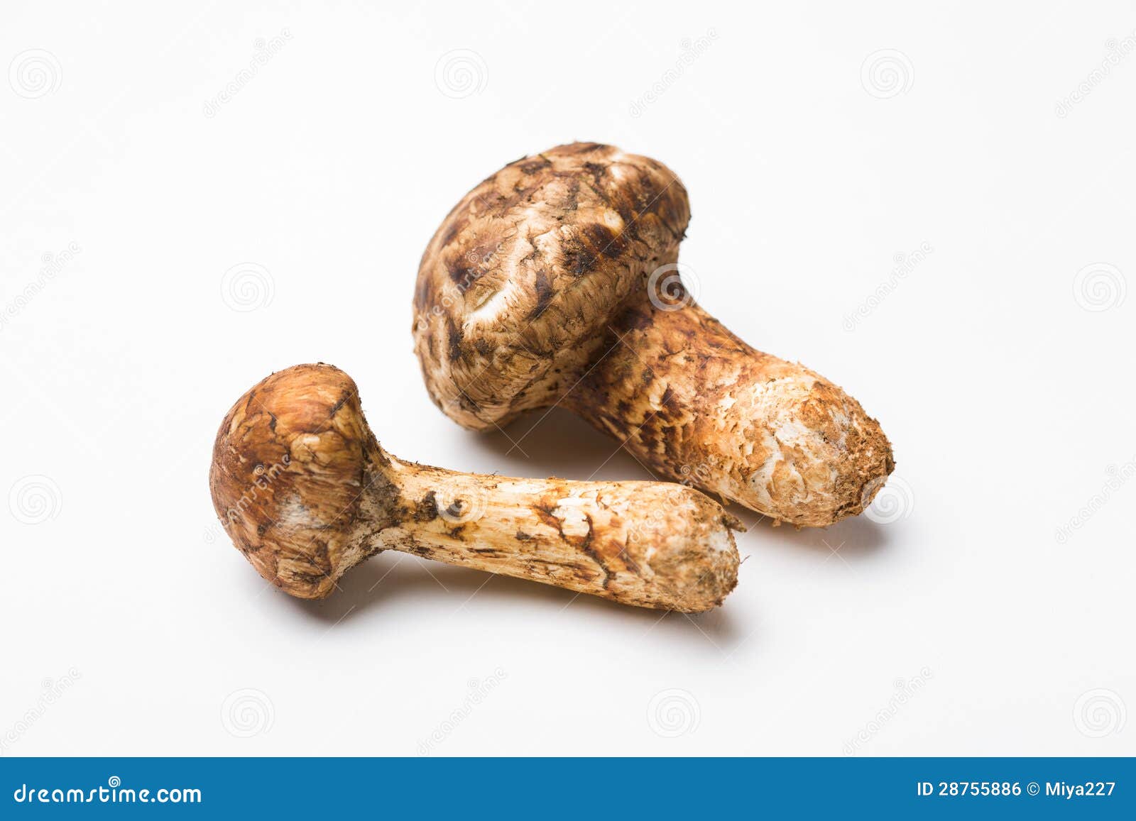 Cogumelo de Matsutake foto de stock. Imagem de fundo 28755886