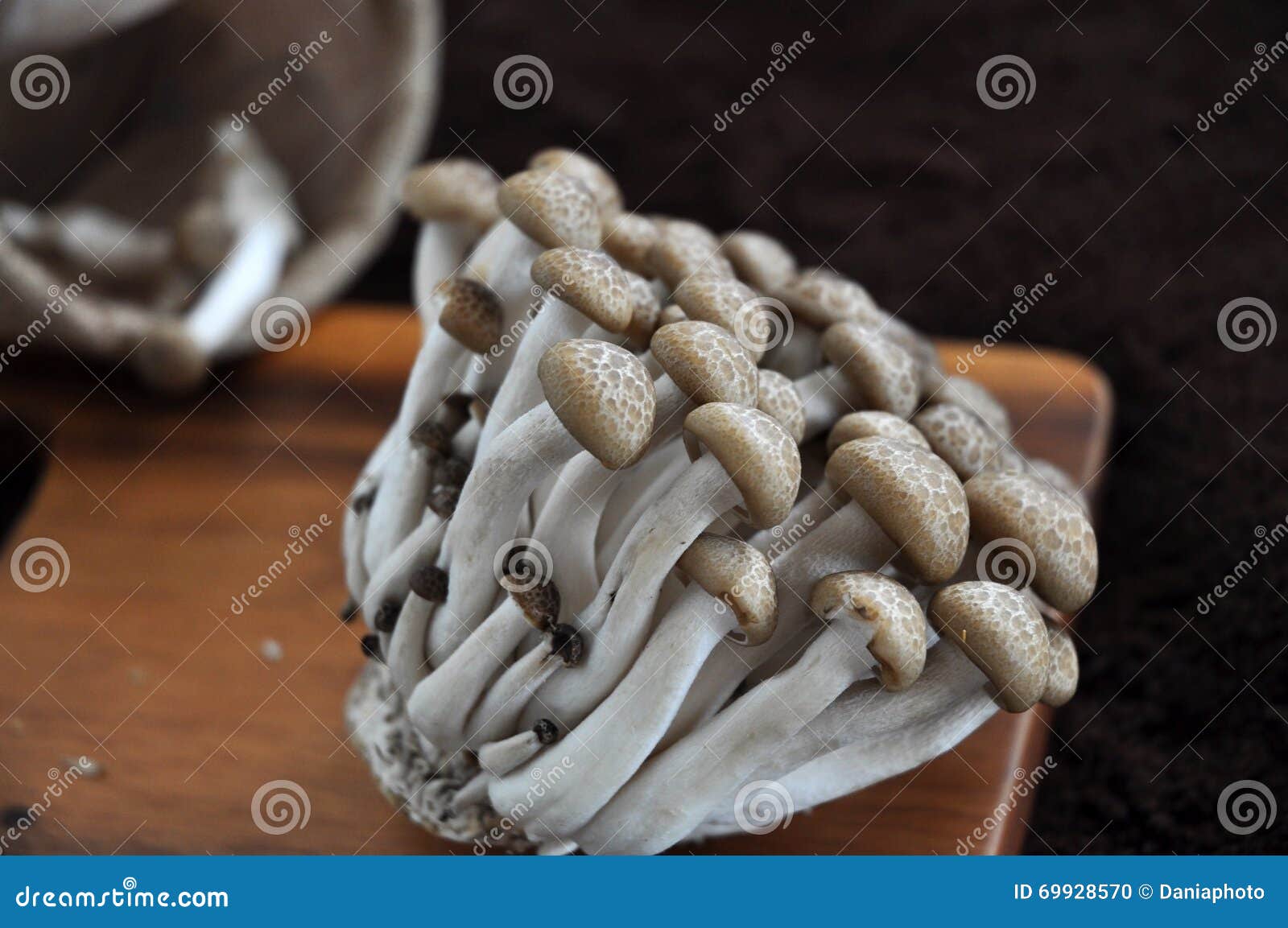 Cogumelo de Shimeji foto de stock. Imagem de grupo, orgânico 69928570