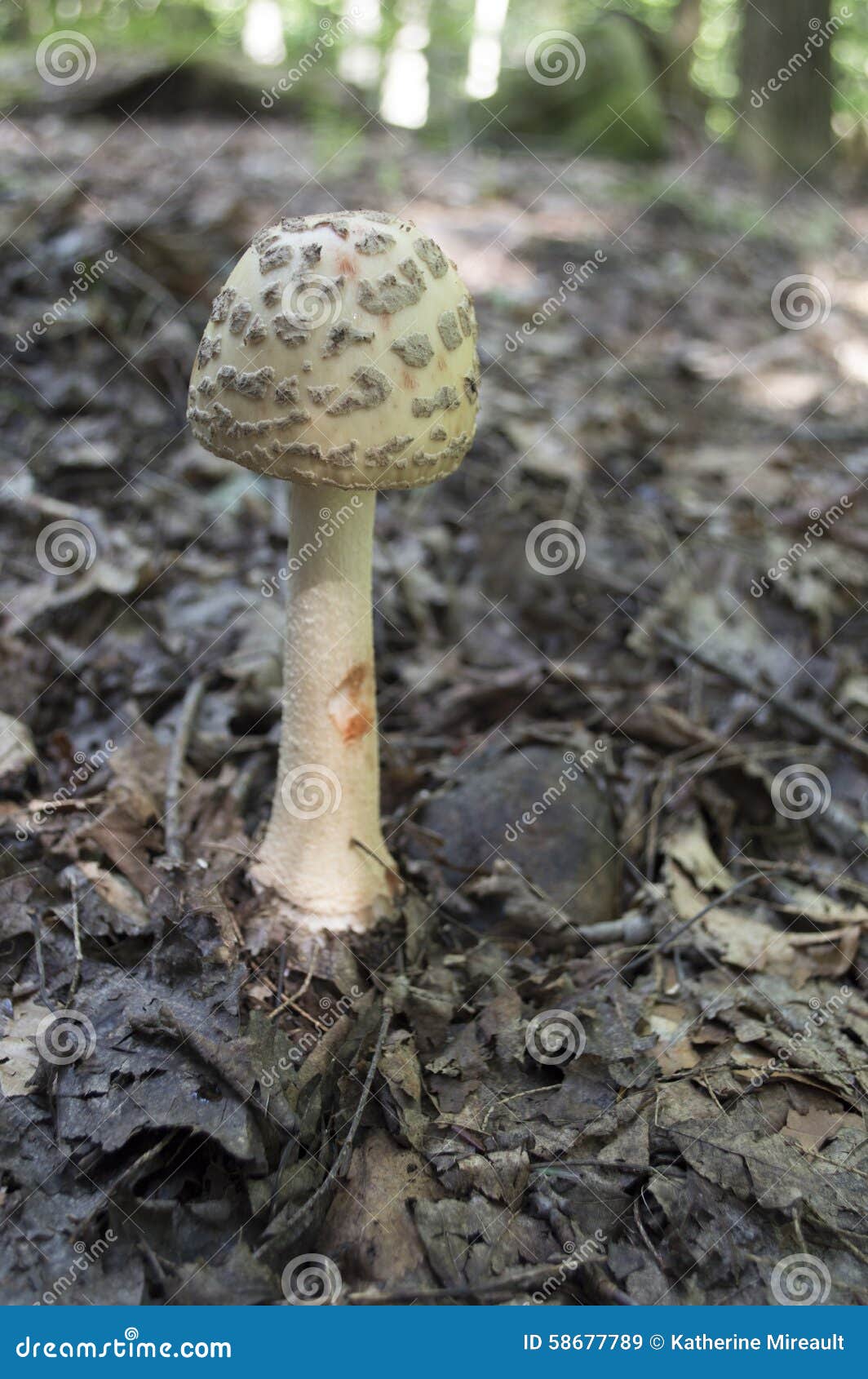 Cogumelo em uma floresta. Cogumelos do detalhe da vista em uma floresta