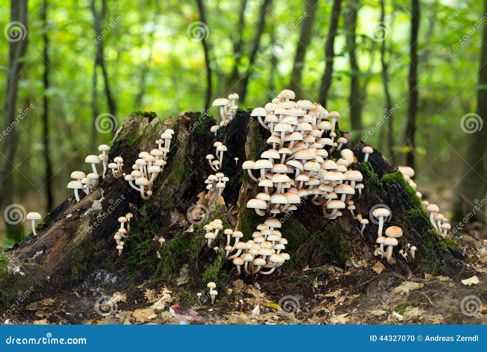 Cogumelo o mais forrest selvagem nas madeiras de Baviera em Alemanha na queda A imagem dos fungos com bokeh bonito foi tomada em um dia morno de setembro