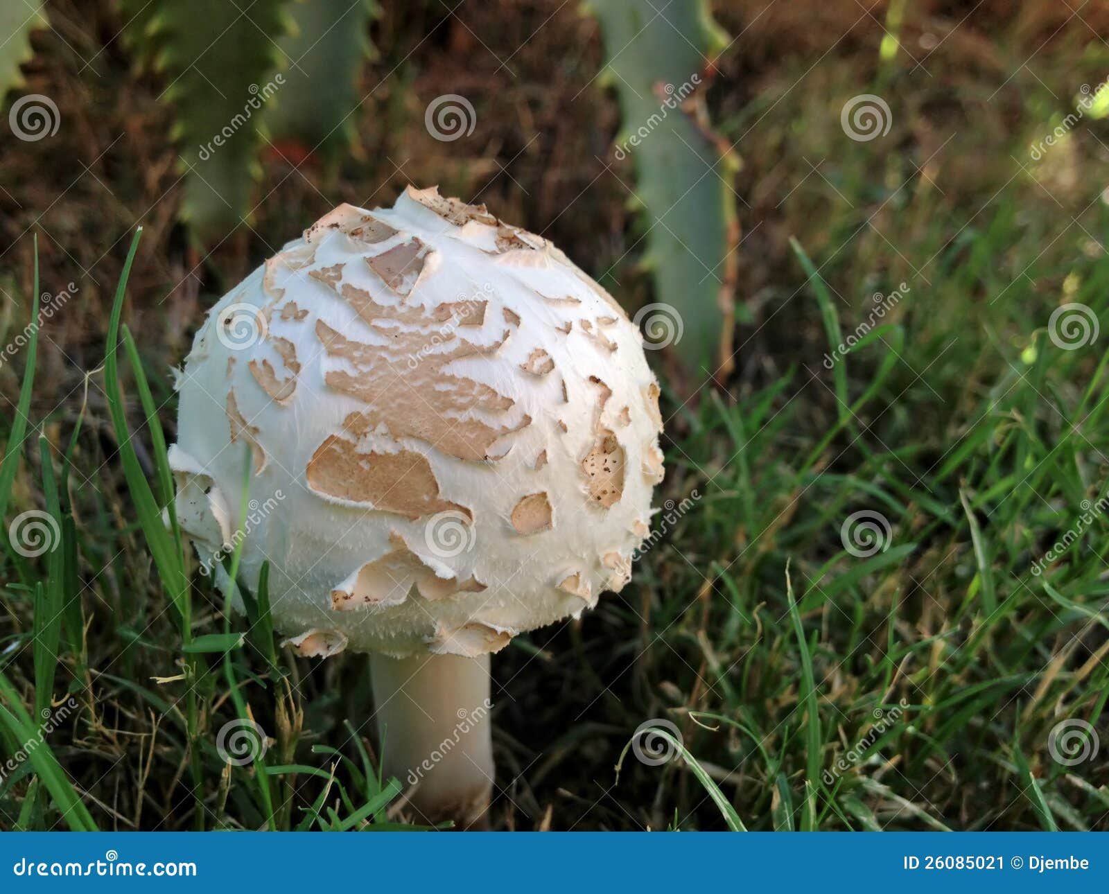 Cogumelo Venenoso Imagem De Stock Imagem De Grama Venenoso 26085021