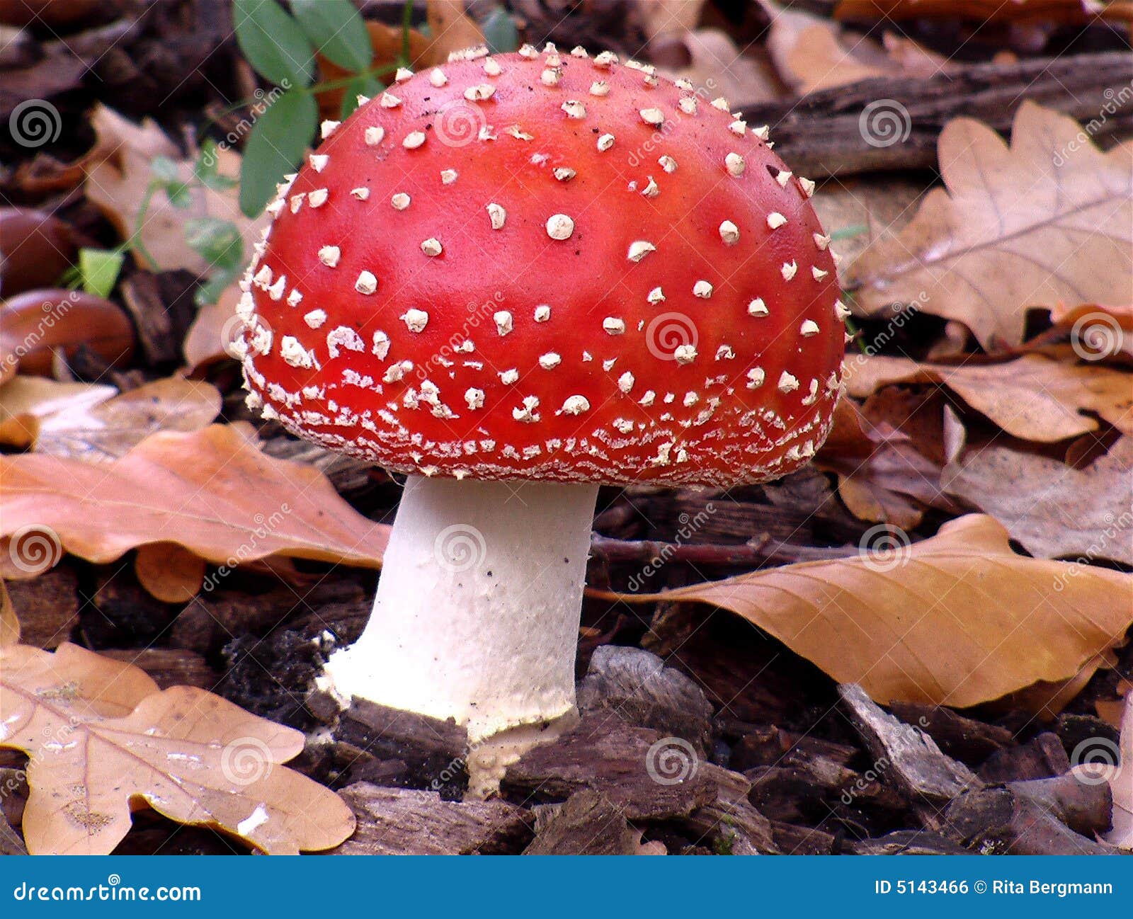 Cogumelo vermelho foto de stock. Imagem de folhas, outono 5143466