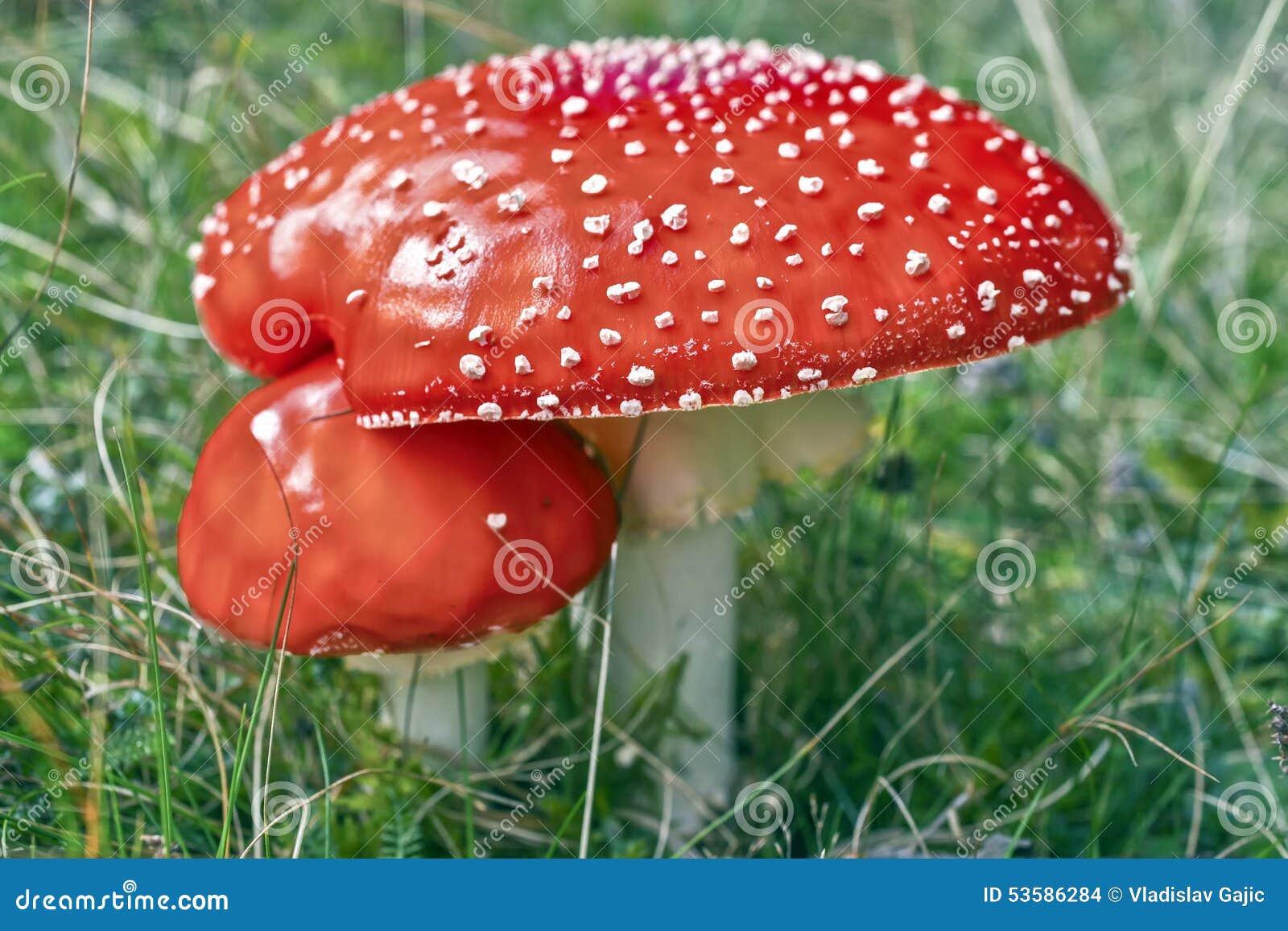 Cogumelo vermelho foto de stock. Imagem de perigo, cogumelo 53586284