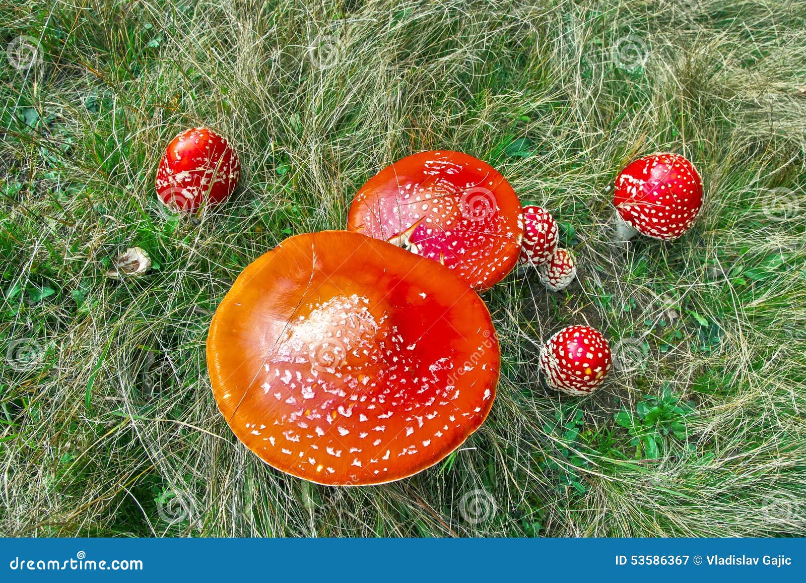 Cogumelo vermelho imagem de stock. Imagem de biologia 53586367