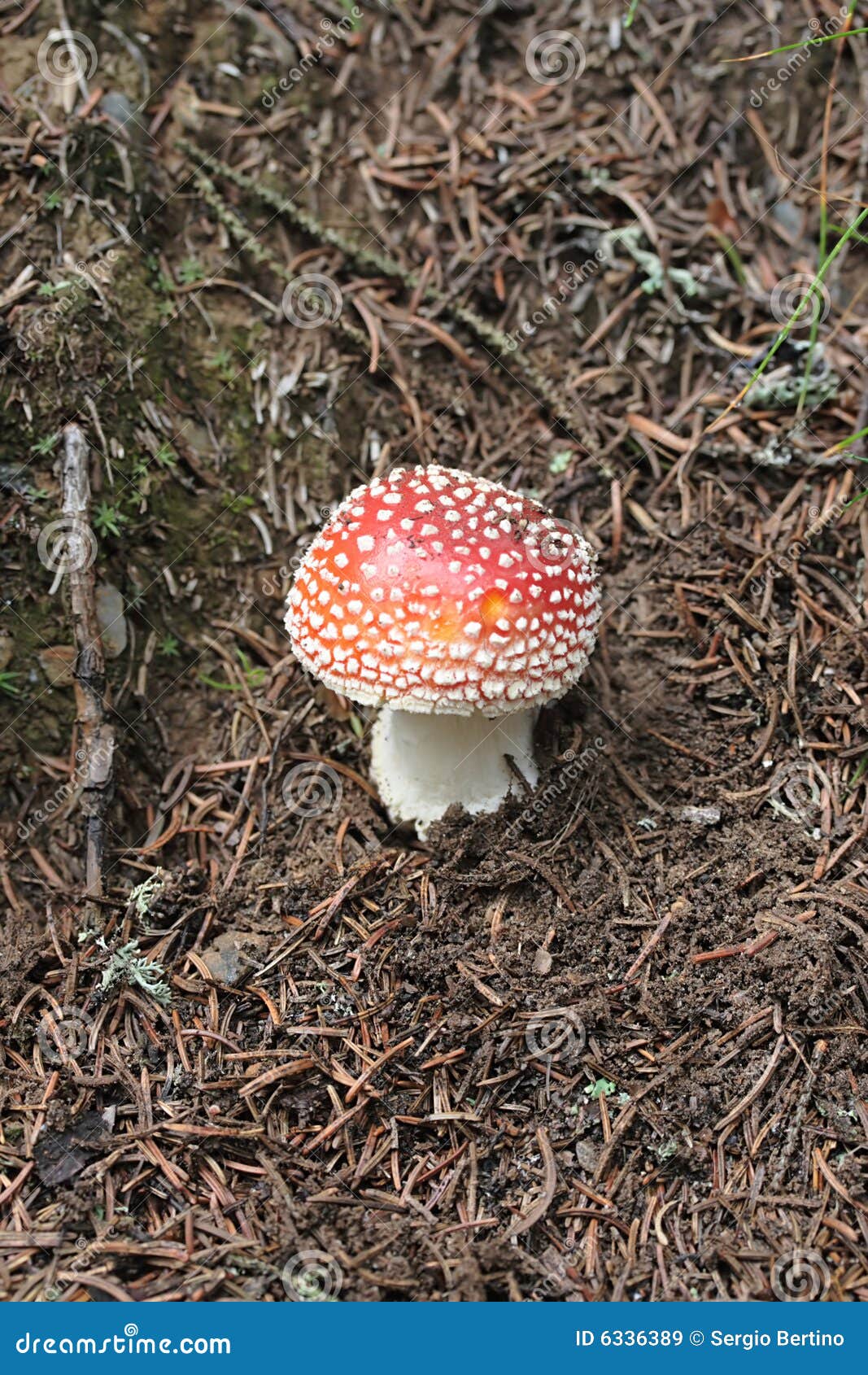Cogumelo vermelho imagem de stock. Imagem de sujeira, venenoso 6336389