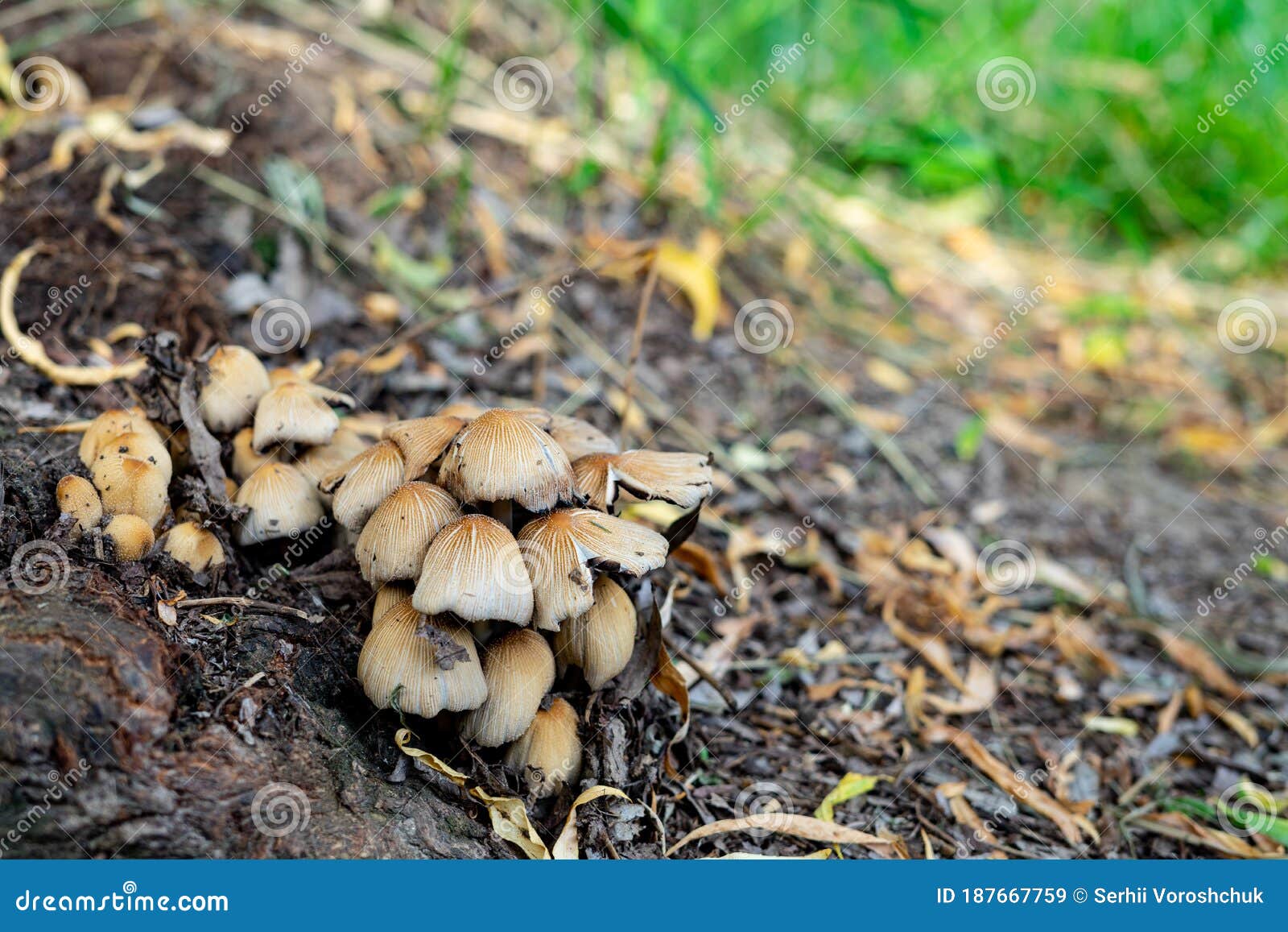 De volta as Raízes cogumelos 