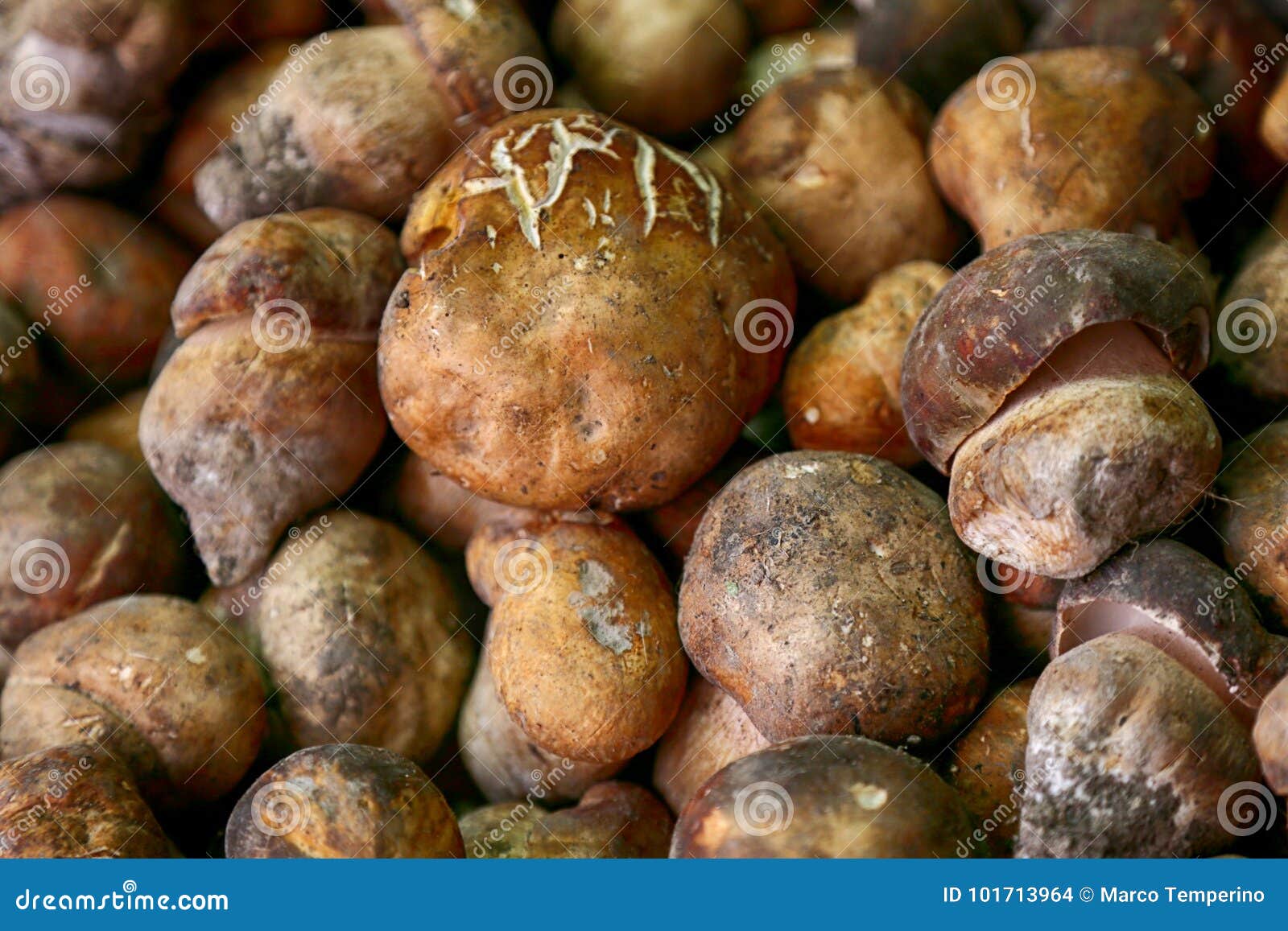 Cogumelos de Porcini em uma caixa de madeira. Porcini cresce rapidamente em uma caixa de madeira no mercado da cidade
