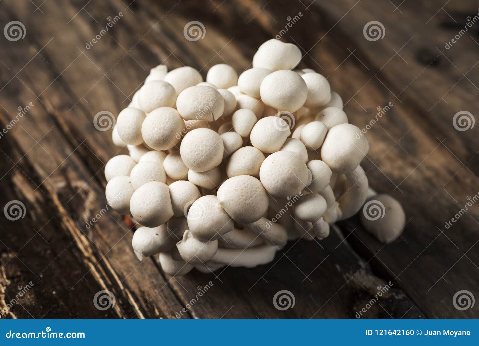 Cogumelos Japoneses Crus Do Bunapishimeji Foto de Stock Imagem de