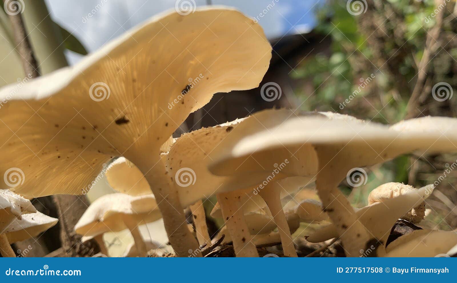 Pequenos cogumelos Lentinus sp. 