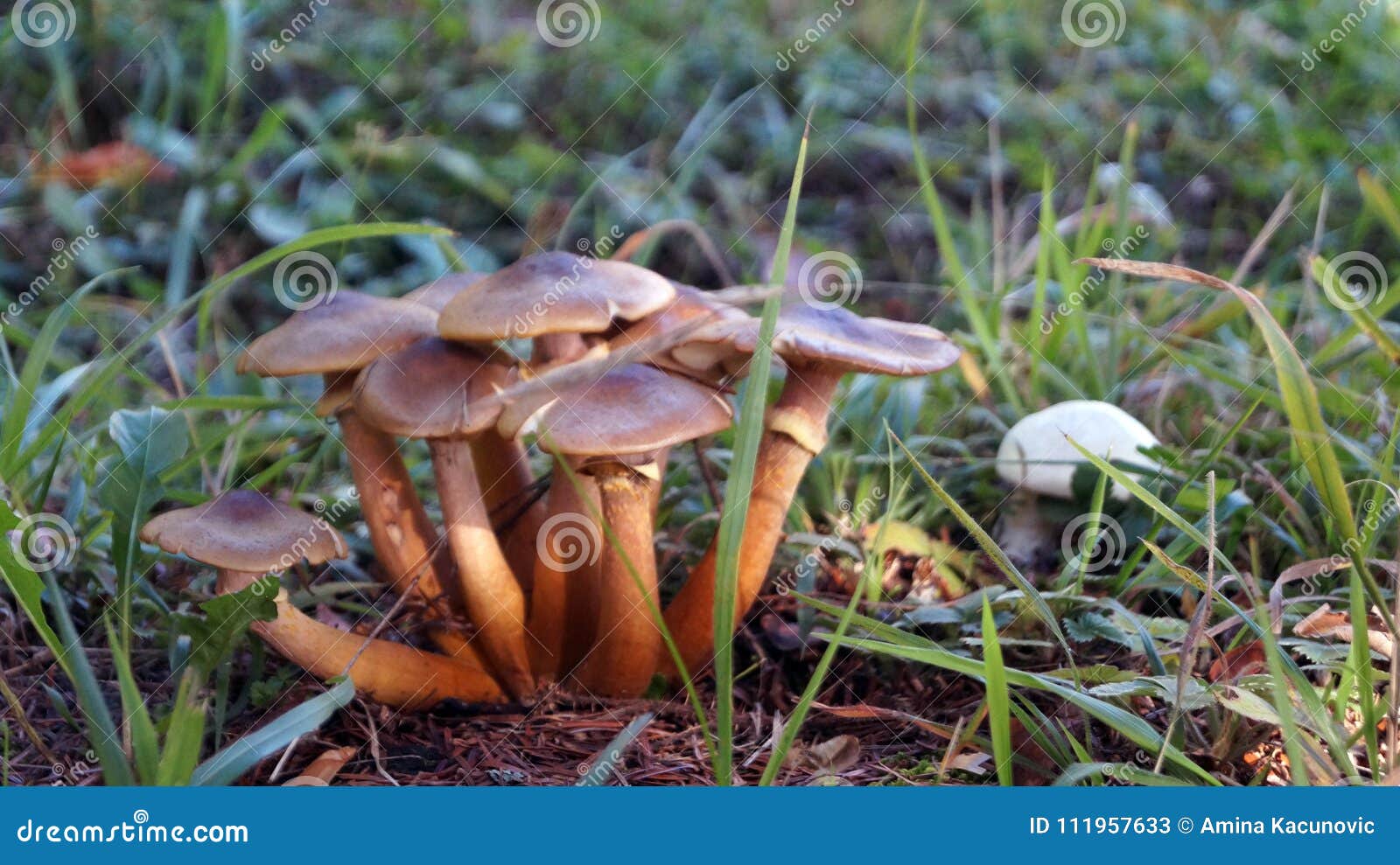 Cogumelos na grama no trajeto de floresta Fundo borrado. Cogumelos na grama no trajeto de floresta A natureza oferece seus frutos