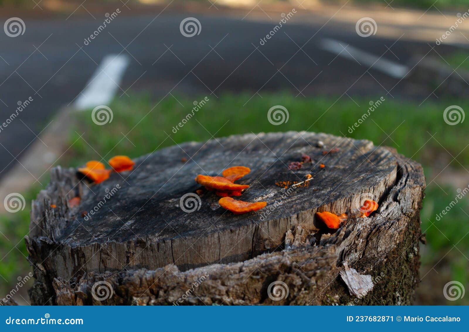 cogumelos no tronco