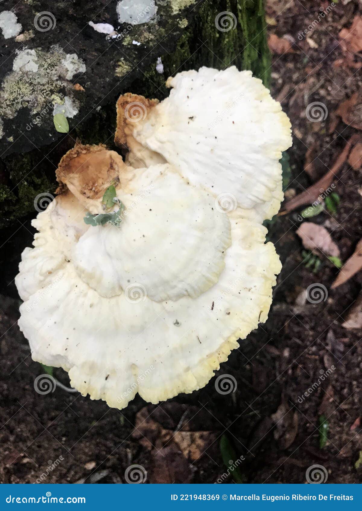 cogumelos selvagens no tronco da ÃÂ¡rvore