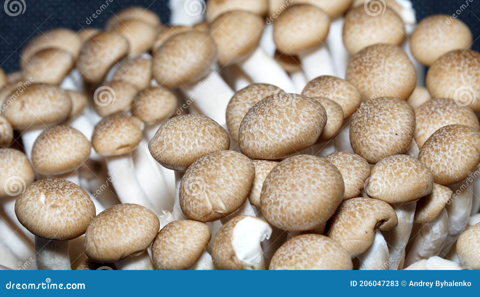 Ingrediente receita cogumelos shitake shimeji Stock Photo