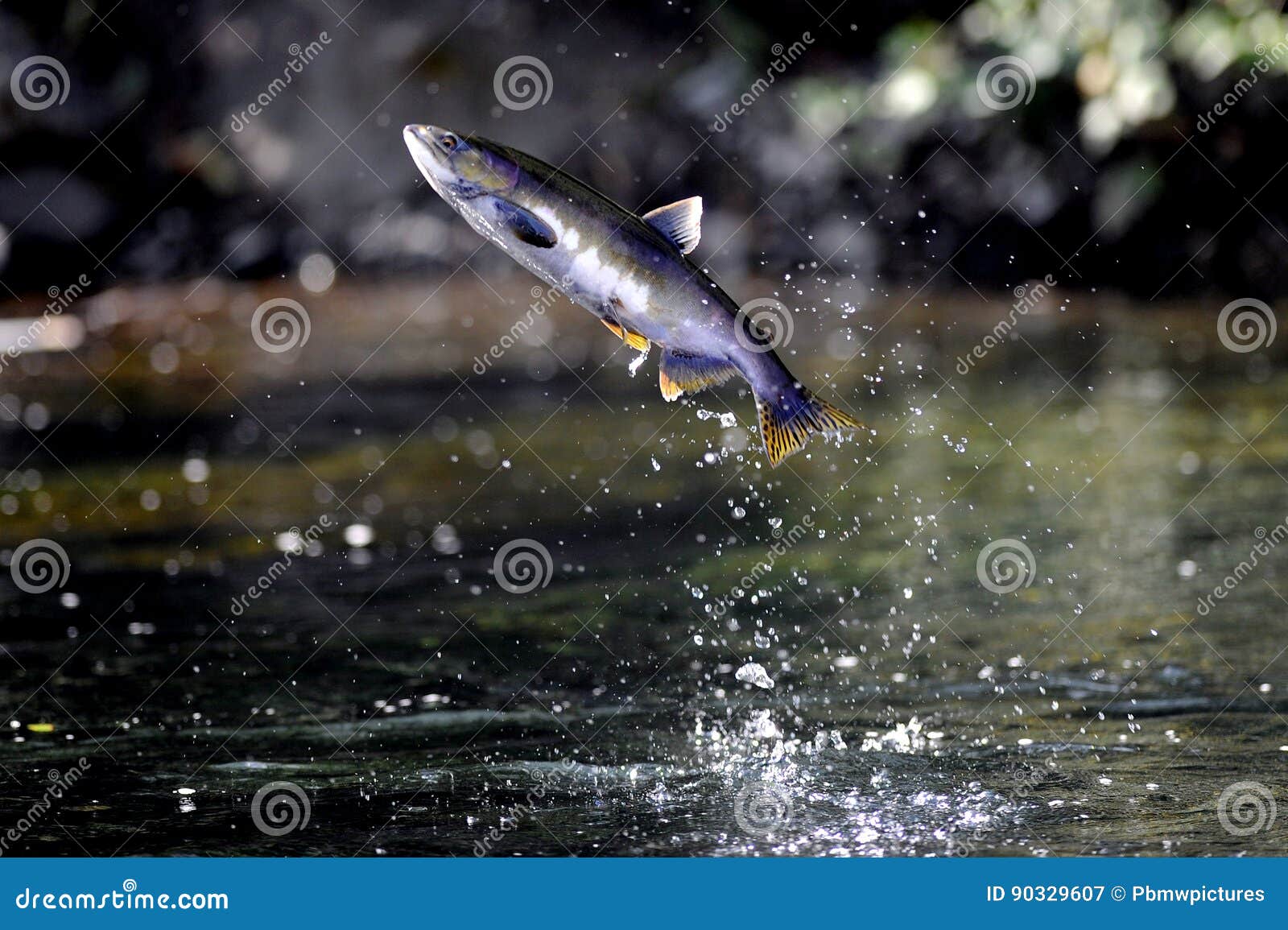 coho salmon jumping out of the pacific ocean