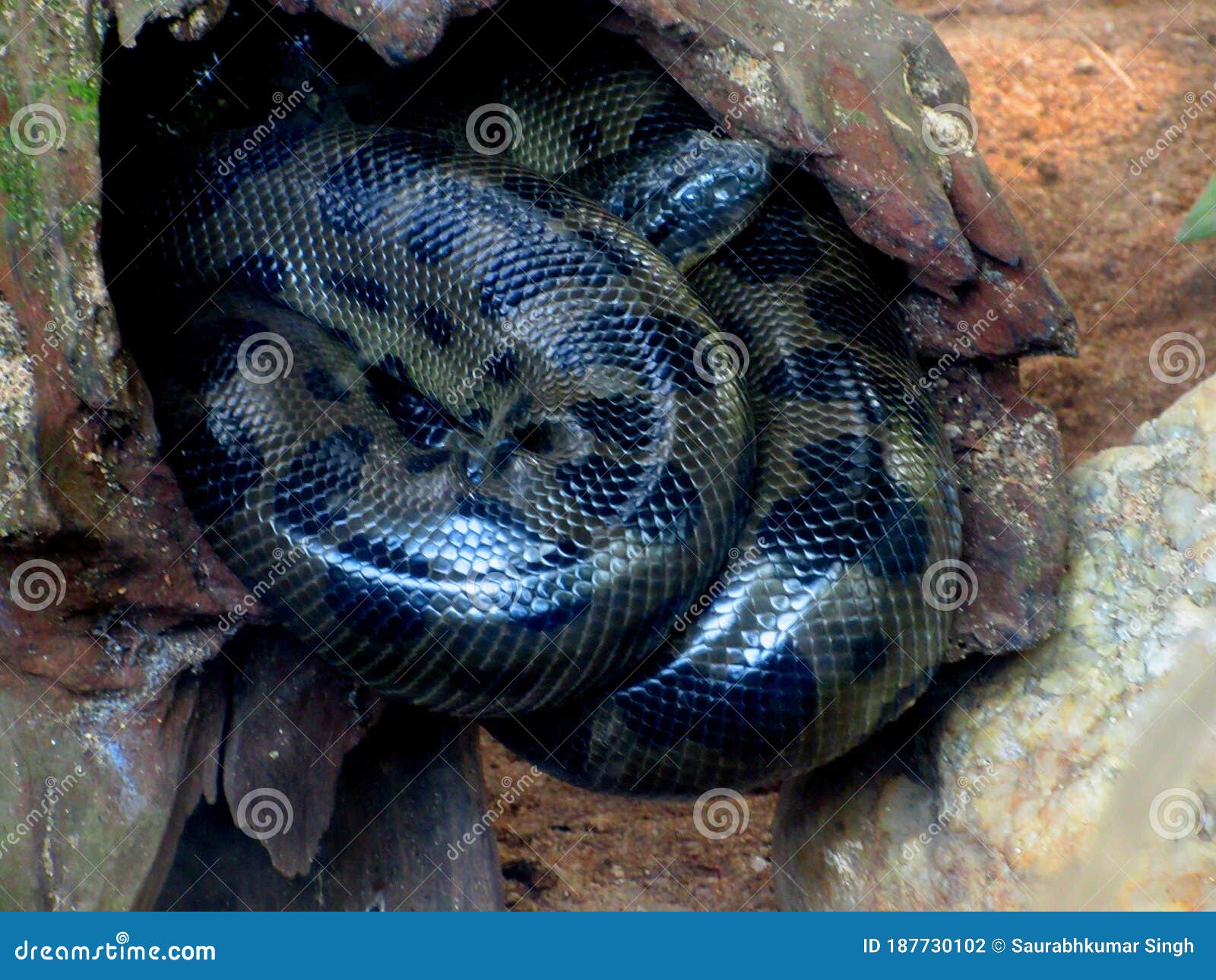 Anaconda Snake Pipe Hanger Blue 