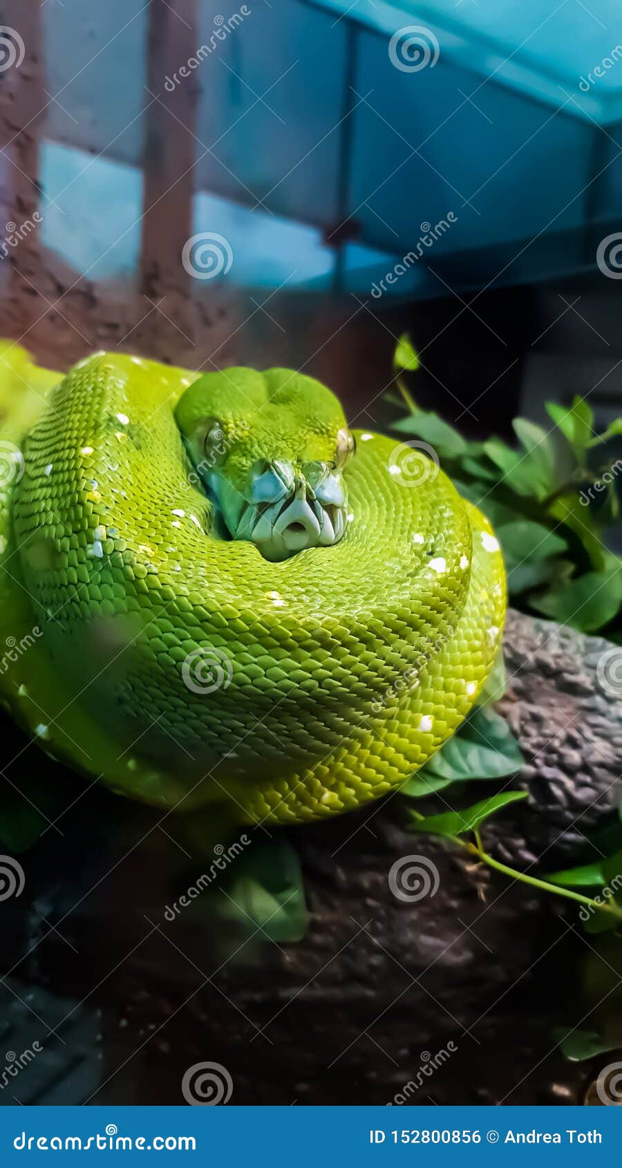 green screen snake coiled green screen snake coiled