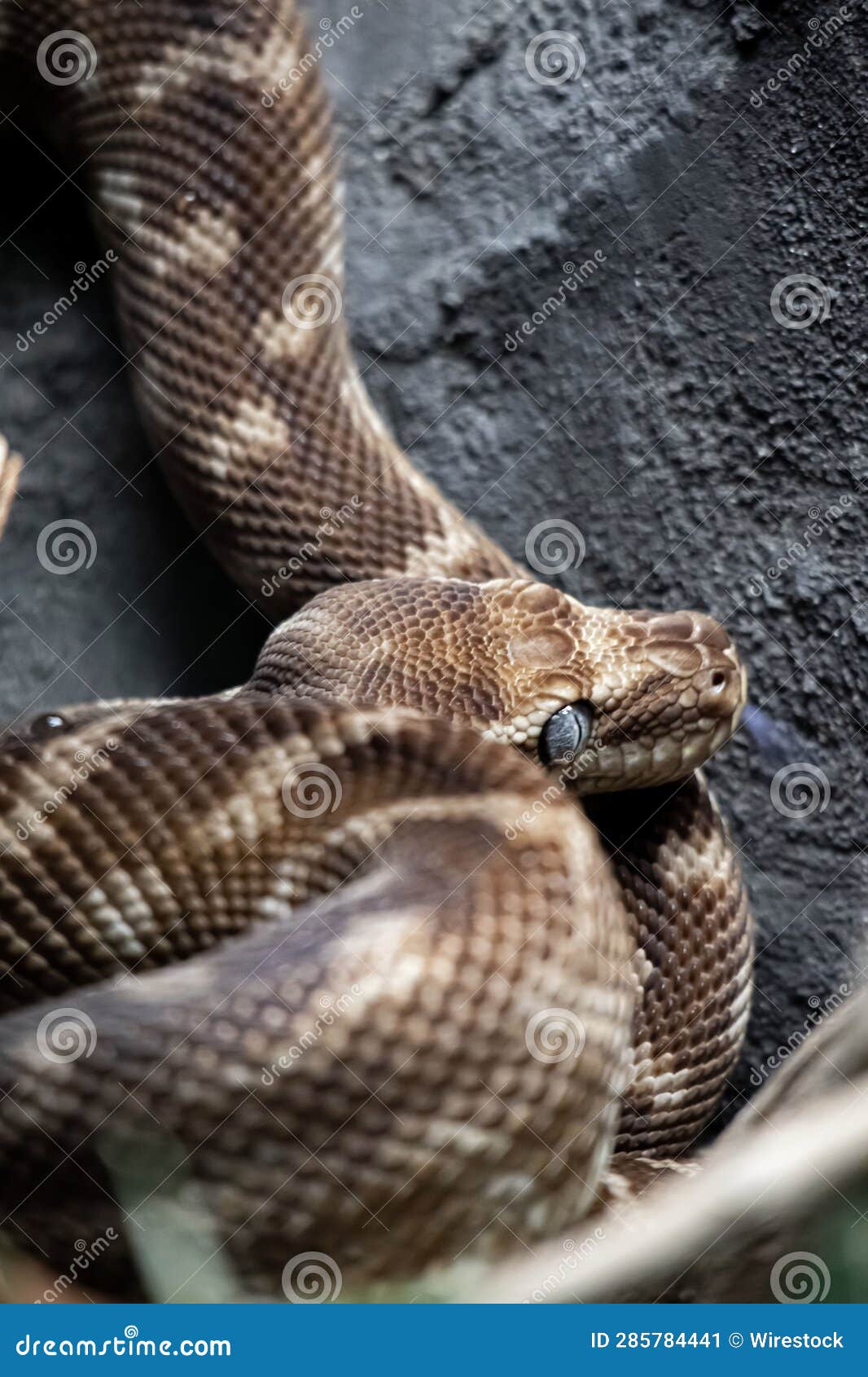 Coiled Roughscaled Python (Morelia Carinata) Snake Atop a Grey Stone