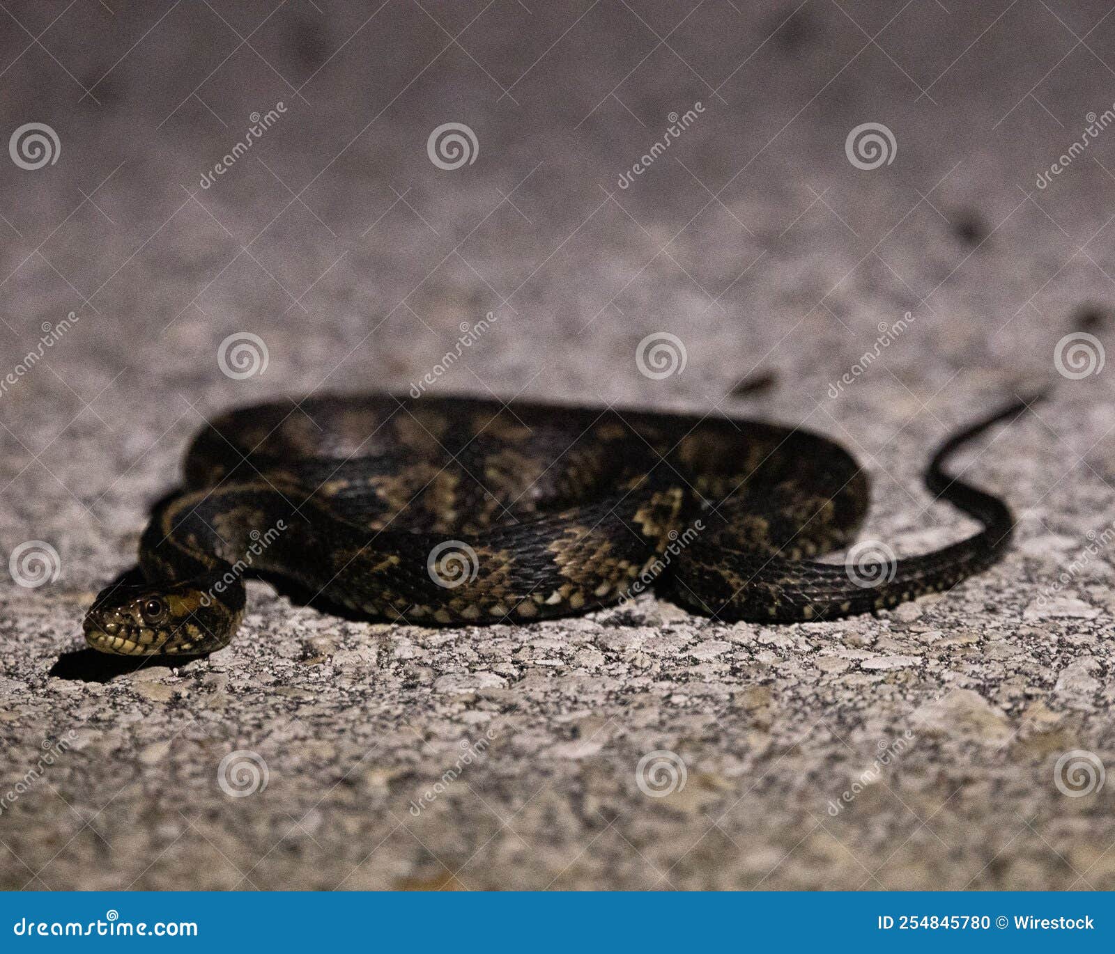 Coiled Snake on a Concrete Surface, Closeup Shot Stock Photo Image of
