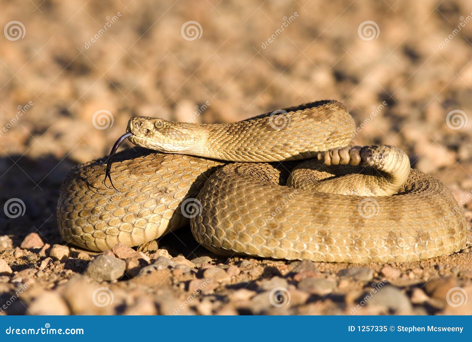 coiled up rattlesnake