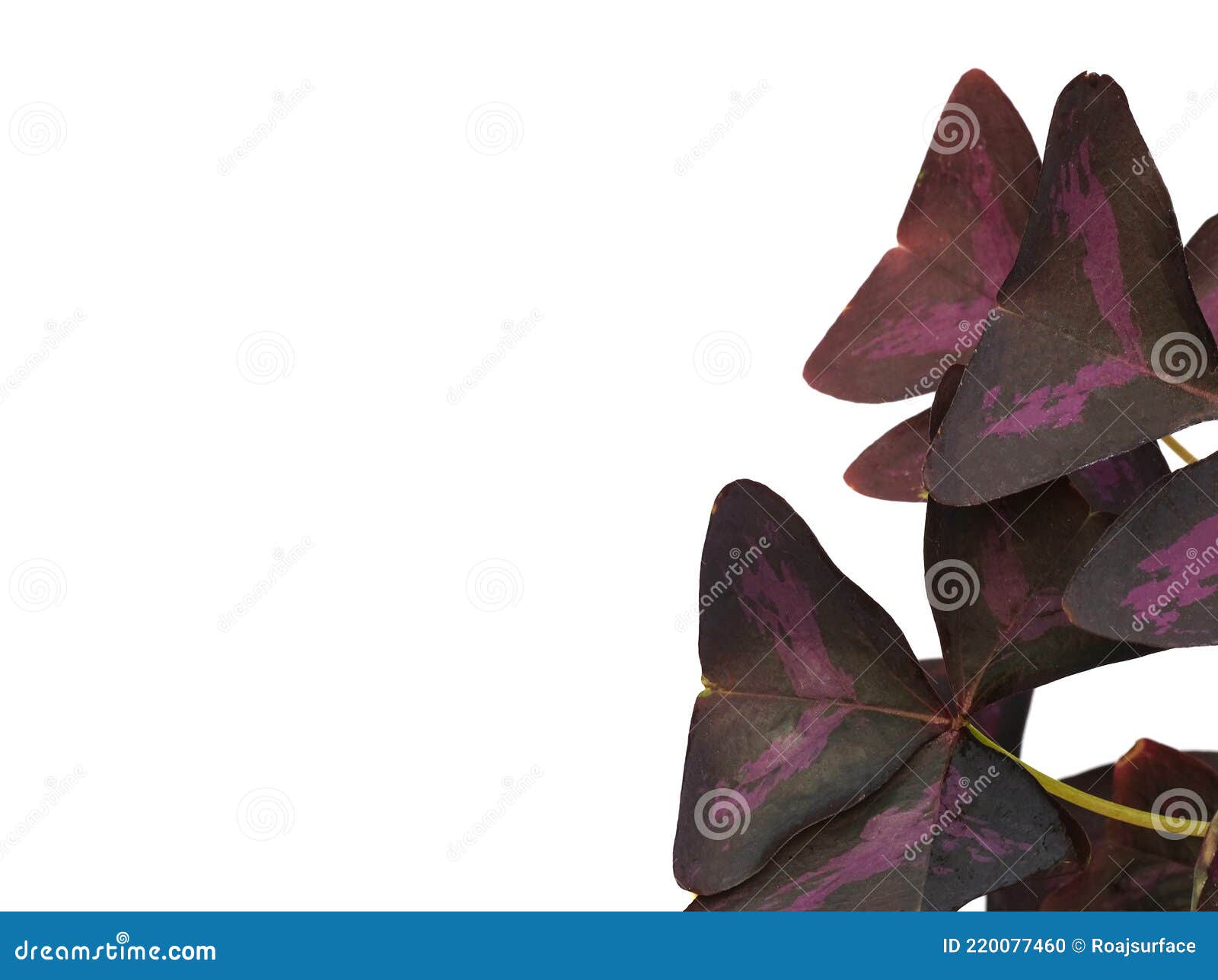 Coin Décoration Avec Oxalis Triangularis Fleurs Violettes Et Feuilles En  Forme De Papillon. Belle Plante Dans La Nature Au Jardin Photo stock -  Image du papillon, botanique: 220077460