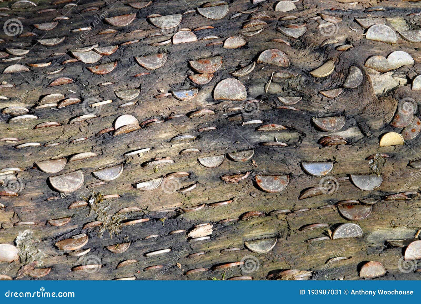 Coins Embedded Tree Stump Photos Free & RoyaltyFree Stock Photos
